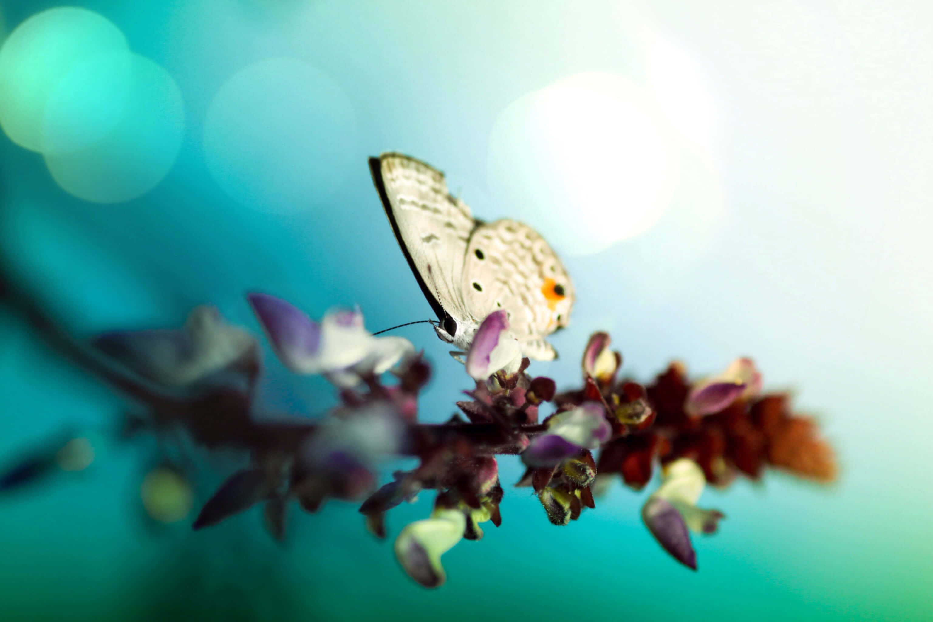 butterfly garden, white butterfly, black spots, 2K Desktop Wallpaper