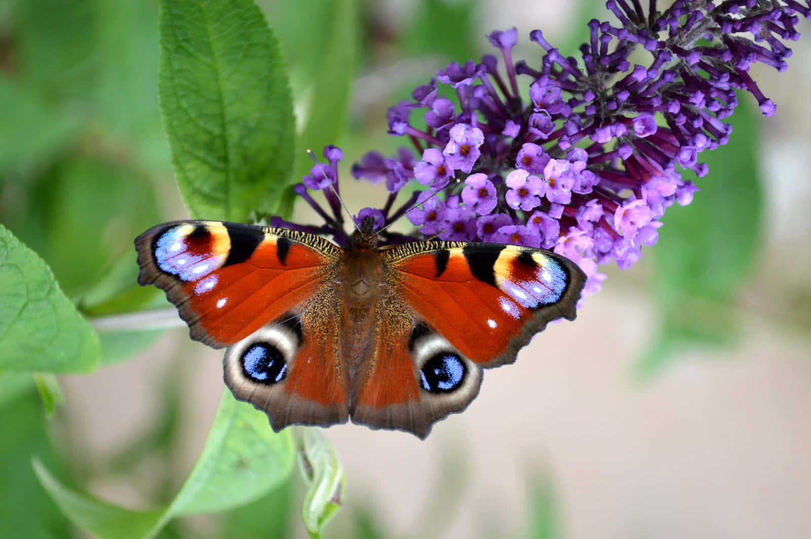 Butterfly Bush, peacock butterfly, vibrant orange blue and black wings, HD Desktop Wallpaper