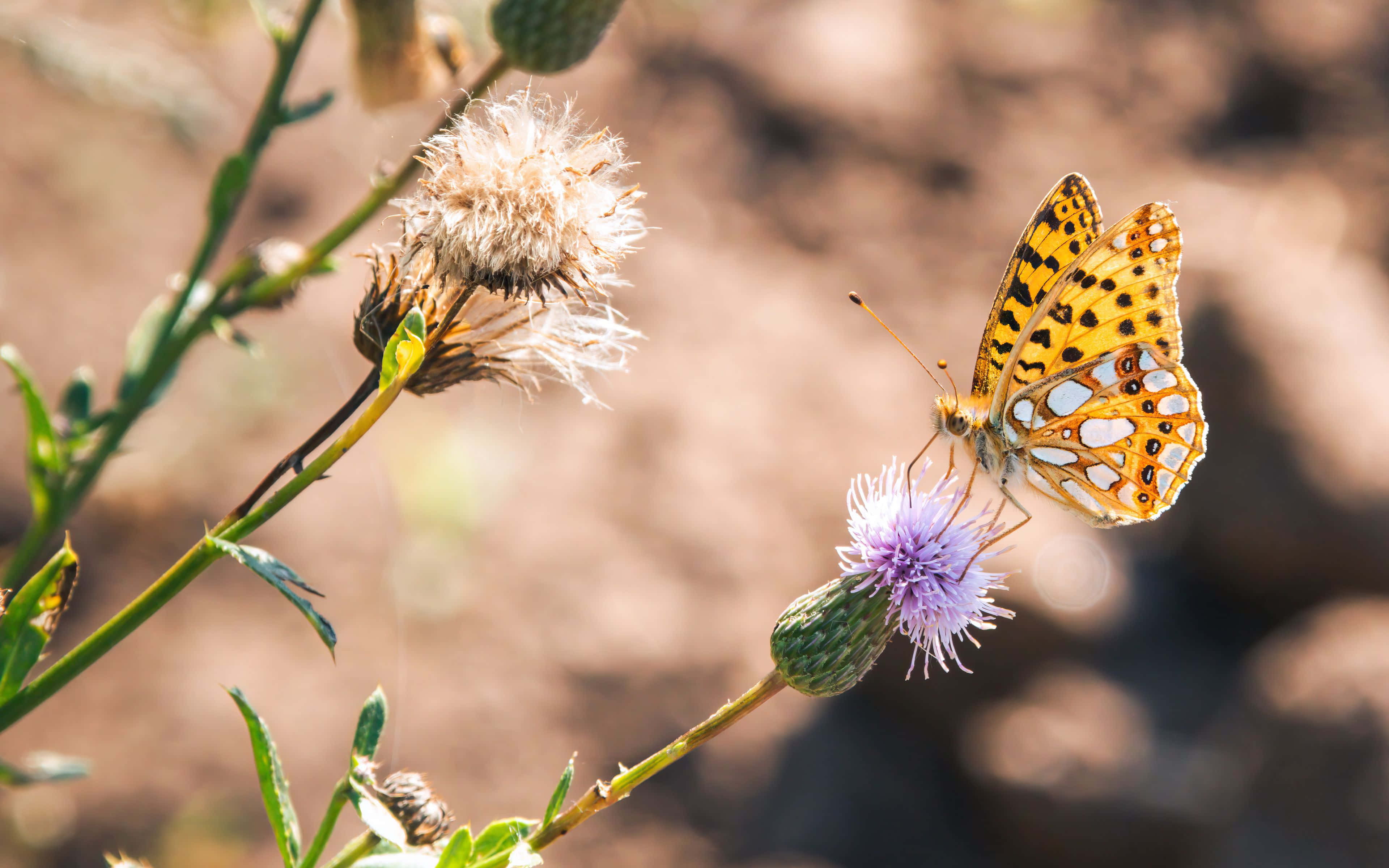 Butterfly Garden, orange and black butterfly, purple thistle flower, 4K Desktop Wallpaper