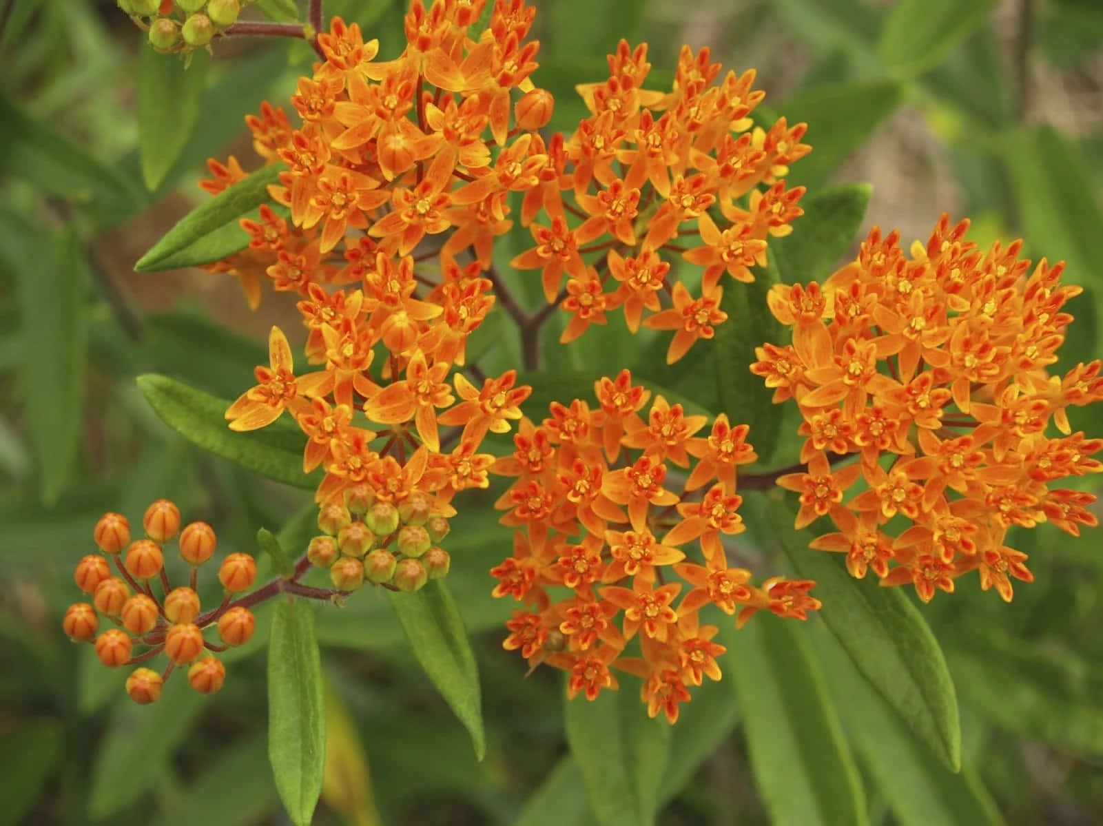 butterfly weed, orange milkweed flowers, dense clusters, HD Desktop Wallpaper