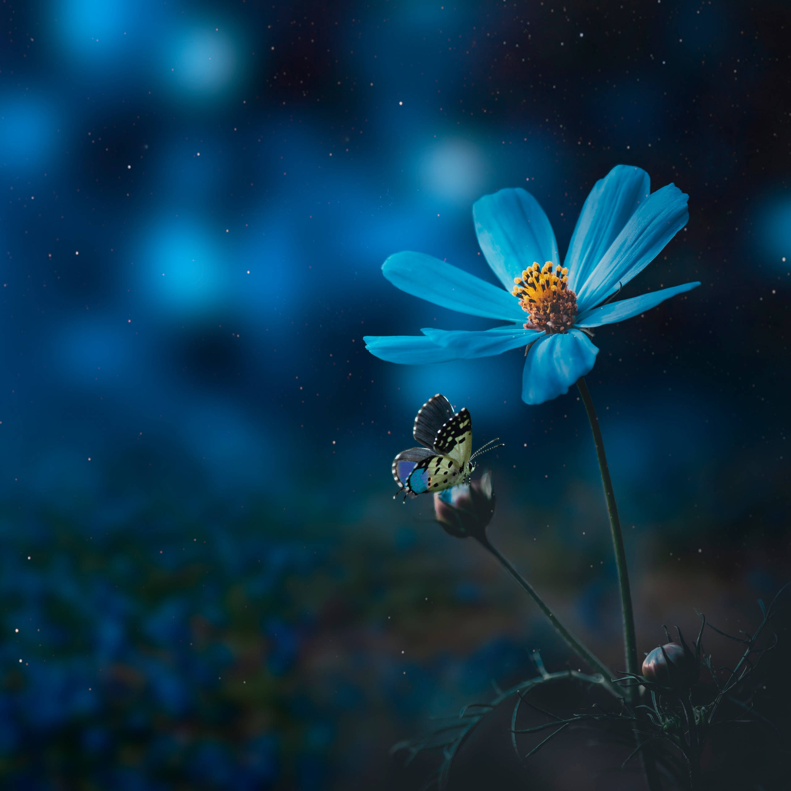 blue cosmos flower, butterfly, starry night sky, 2K Desktop Wallpaper
