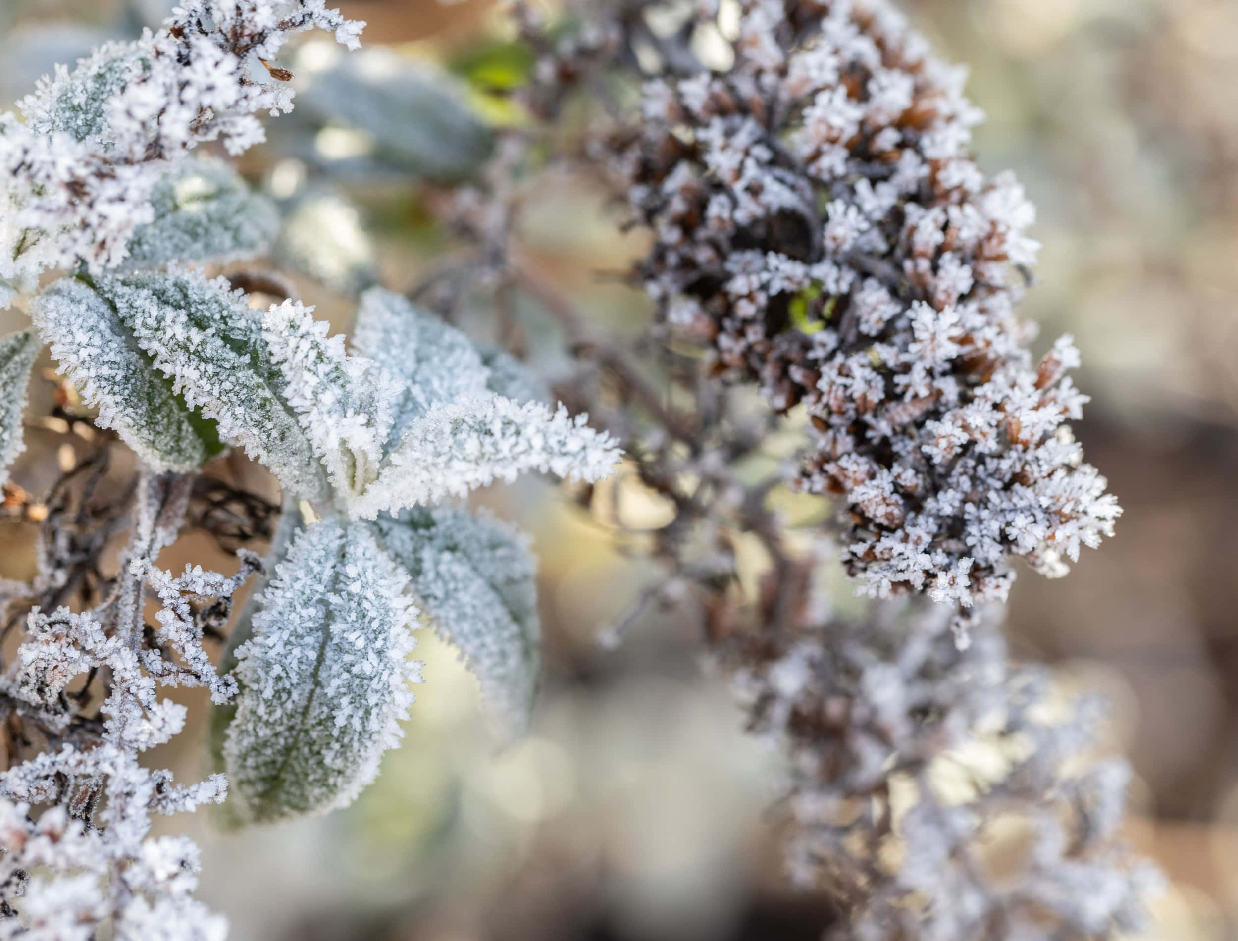 butterfly bush, vibrant purple, frost-covered leaves, Full HD Desktop Wallpaper