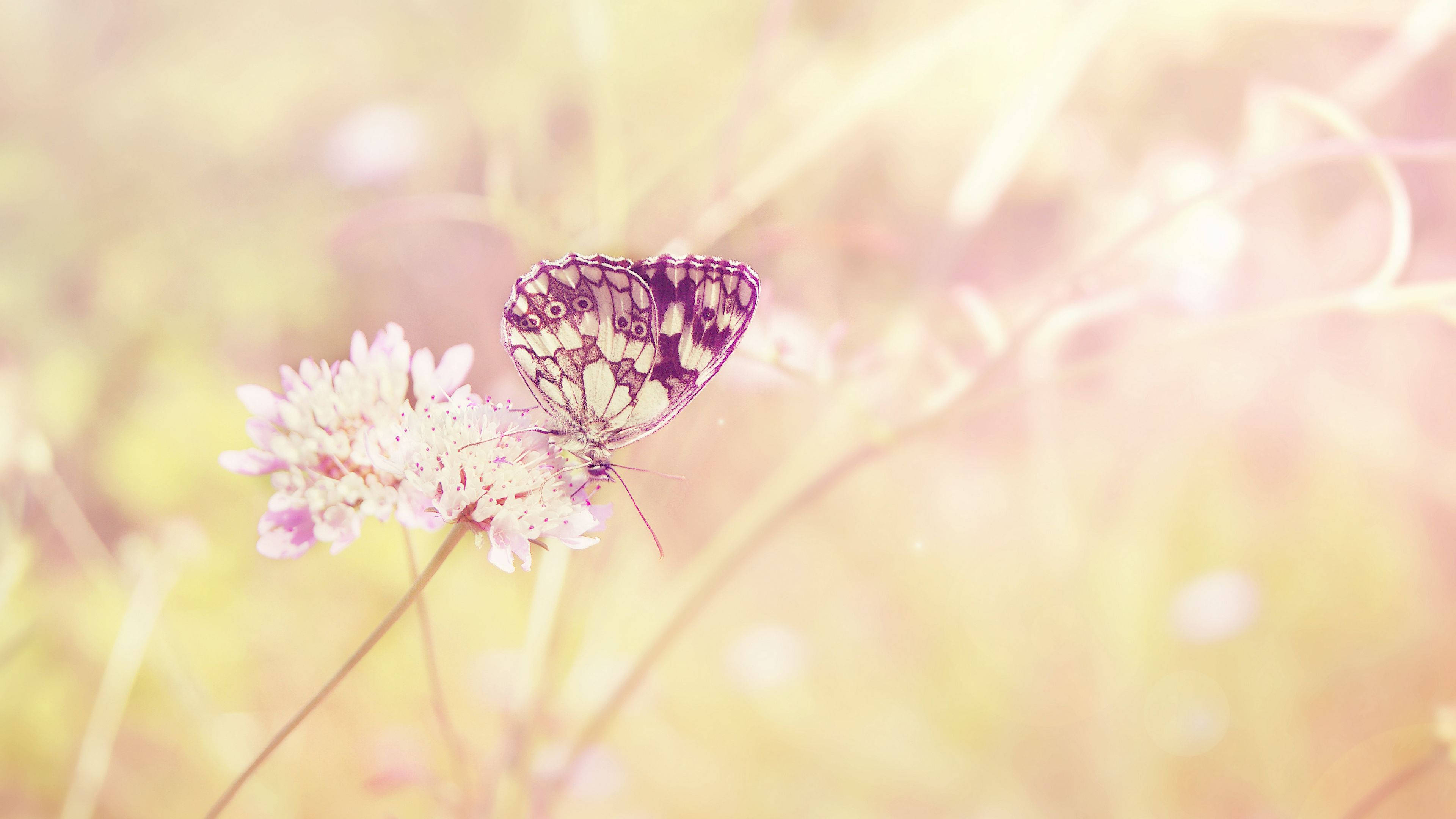 4K Summer Butterfly, delicate butterfly, patterned wings, 4K Desktop Wallpaper