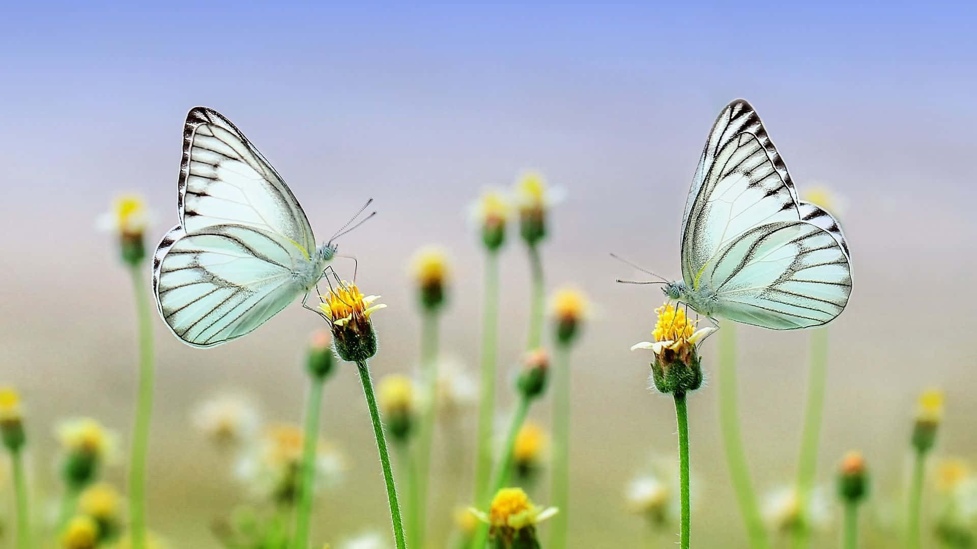 Spring Butterflies, blossoming garden, white butterflies, Full HD Desktop Wallpaper