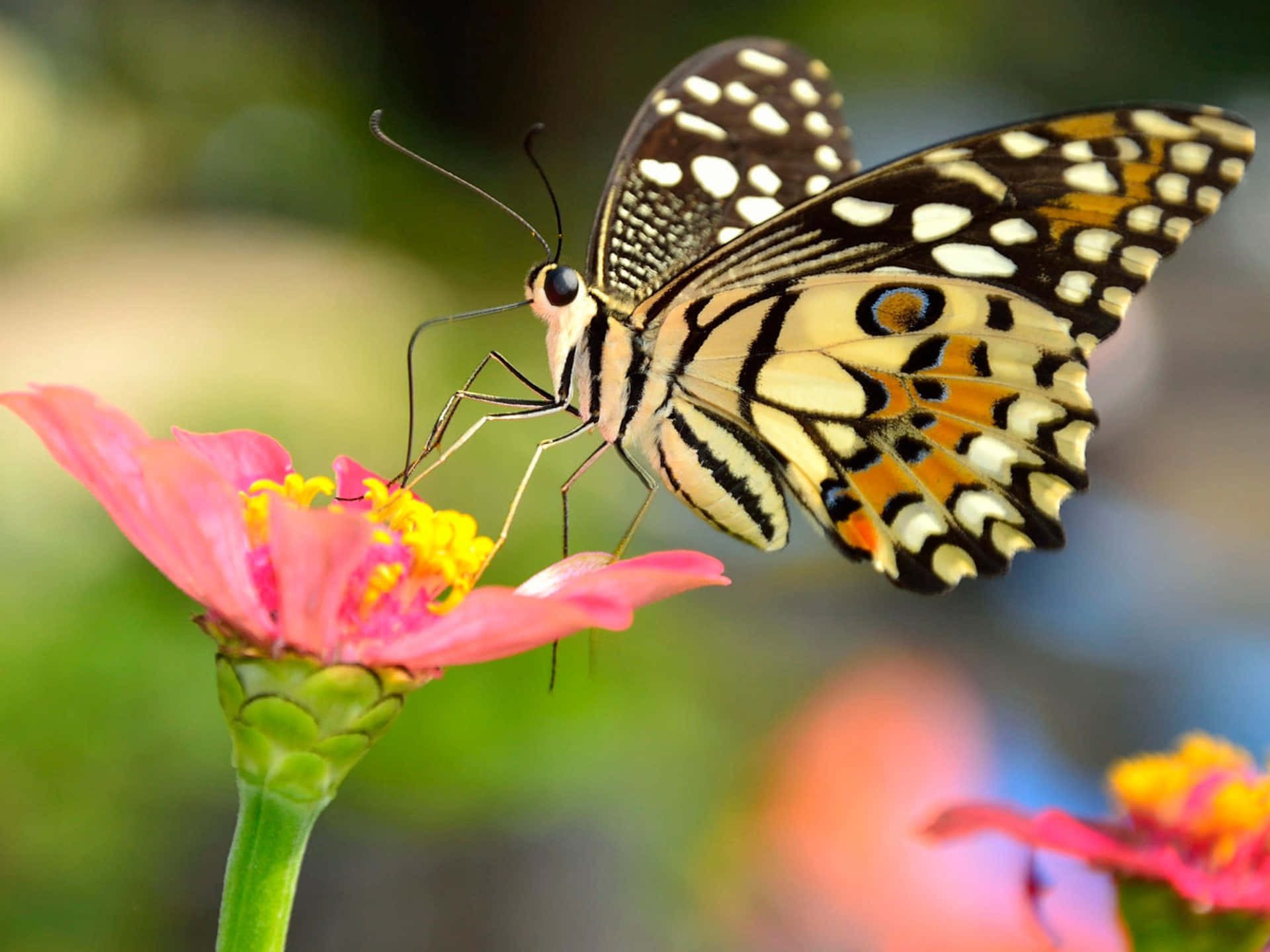 brown butterfly, black white and orange wings, pink flower, Full HD Desktop Wallpaper