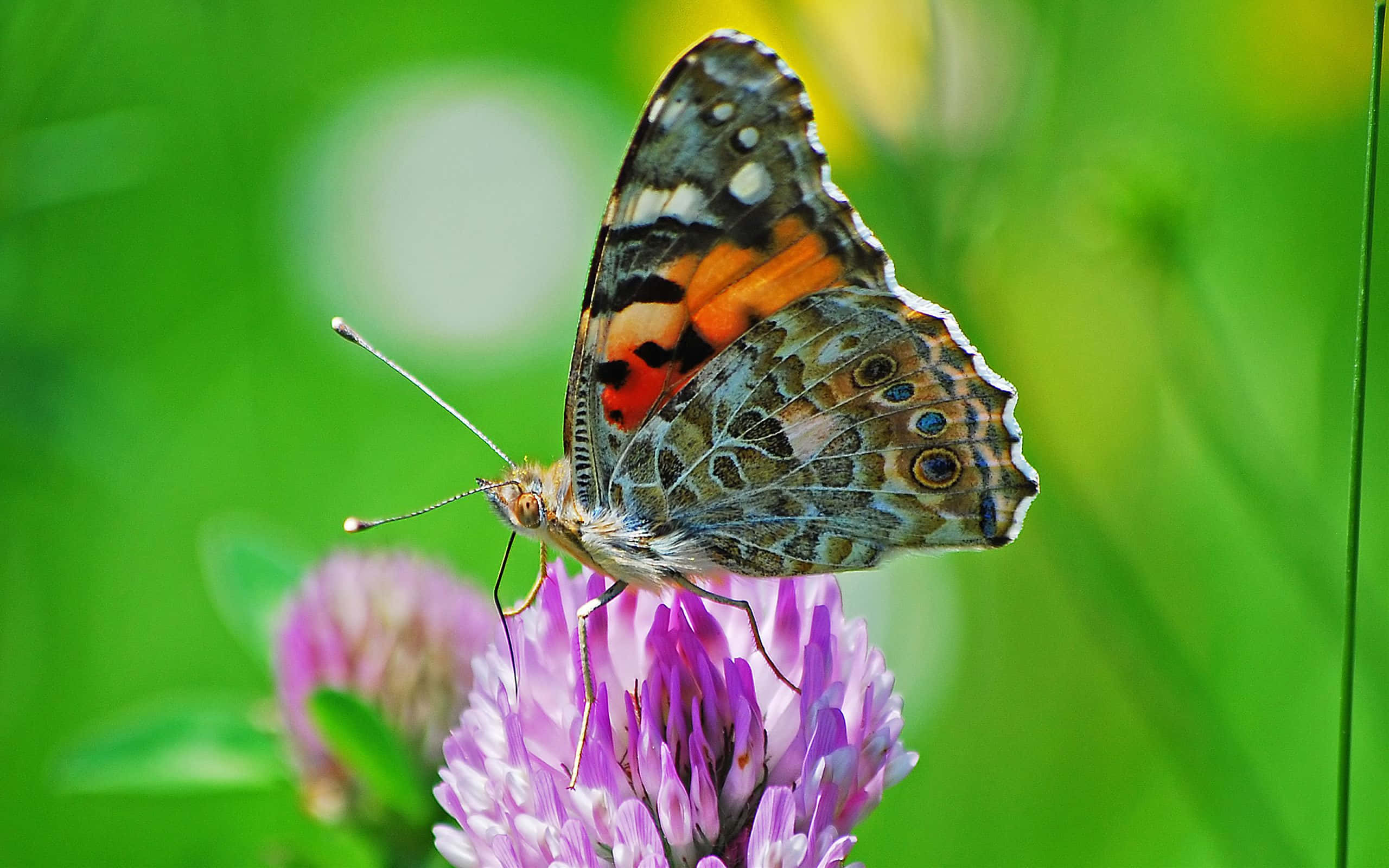 butterfly species, orange brown and blue wings, purple clover flower, 2K Desktop Wallpaper