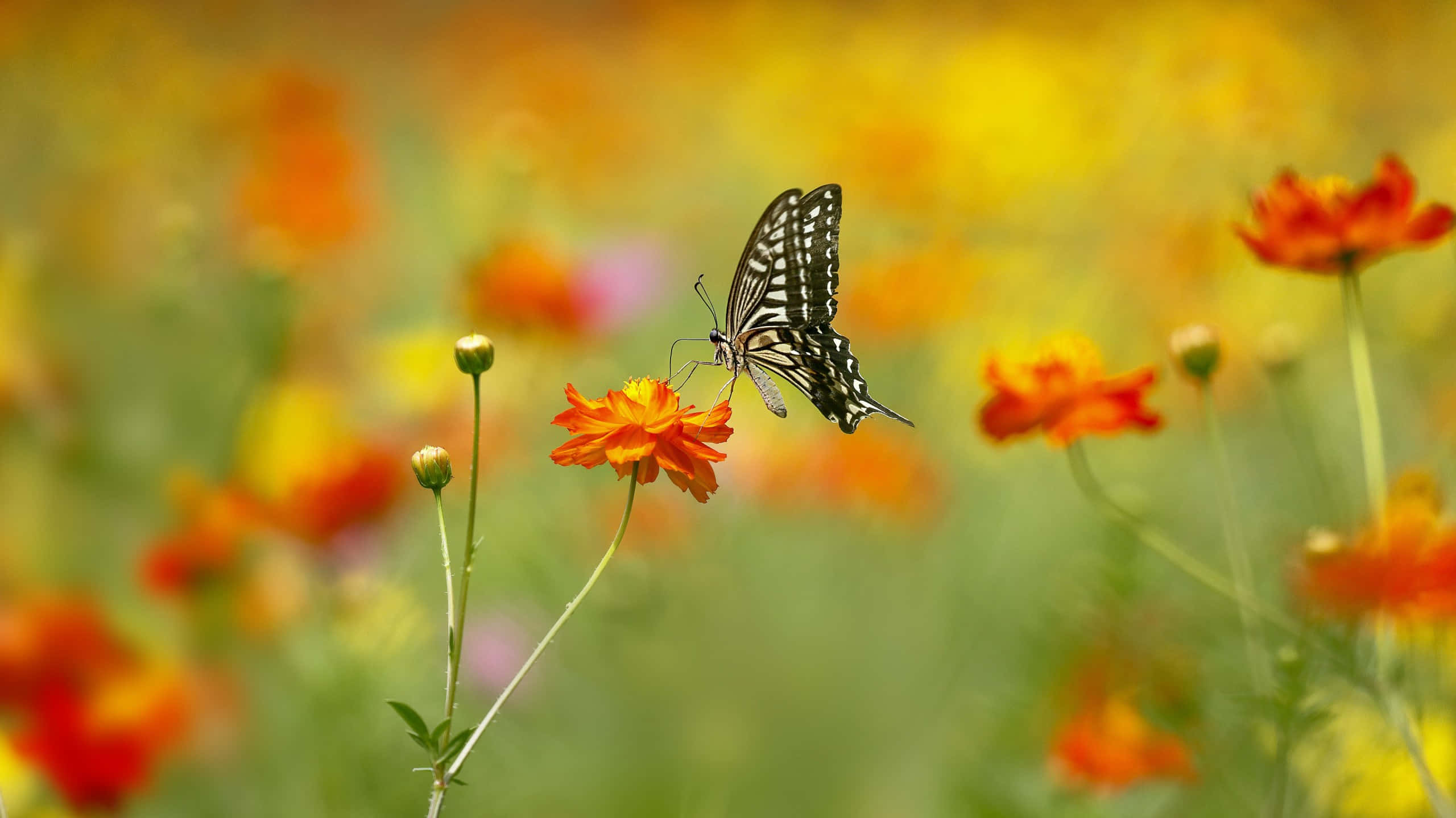 vibrant orange flower, black and white butterfly, softly blurred field of blossoms, 2K Desktop Wallpaper