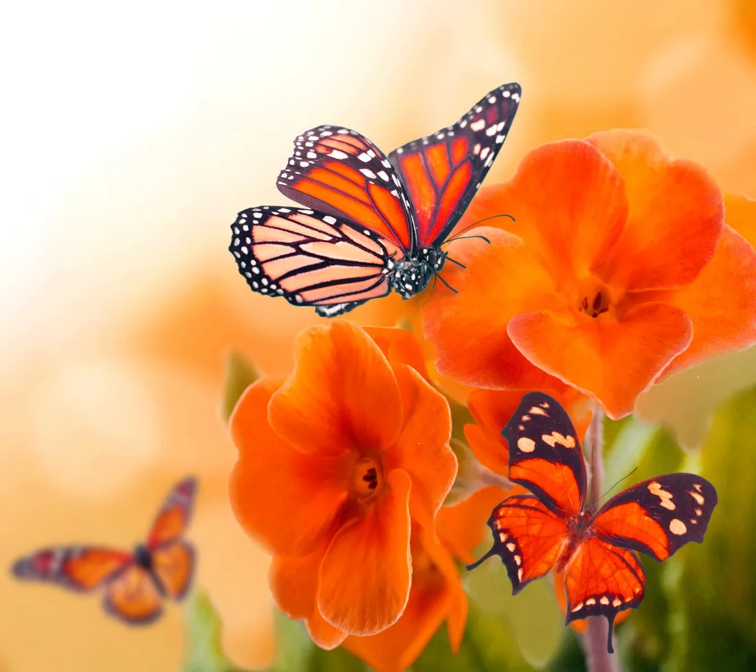 Butterfly iPhone