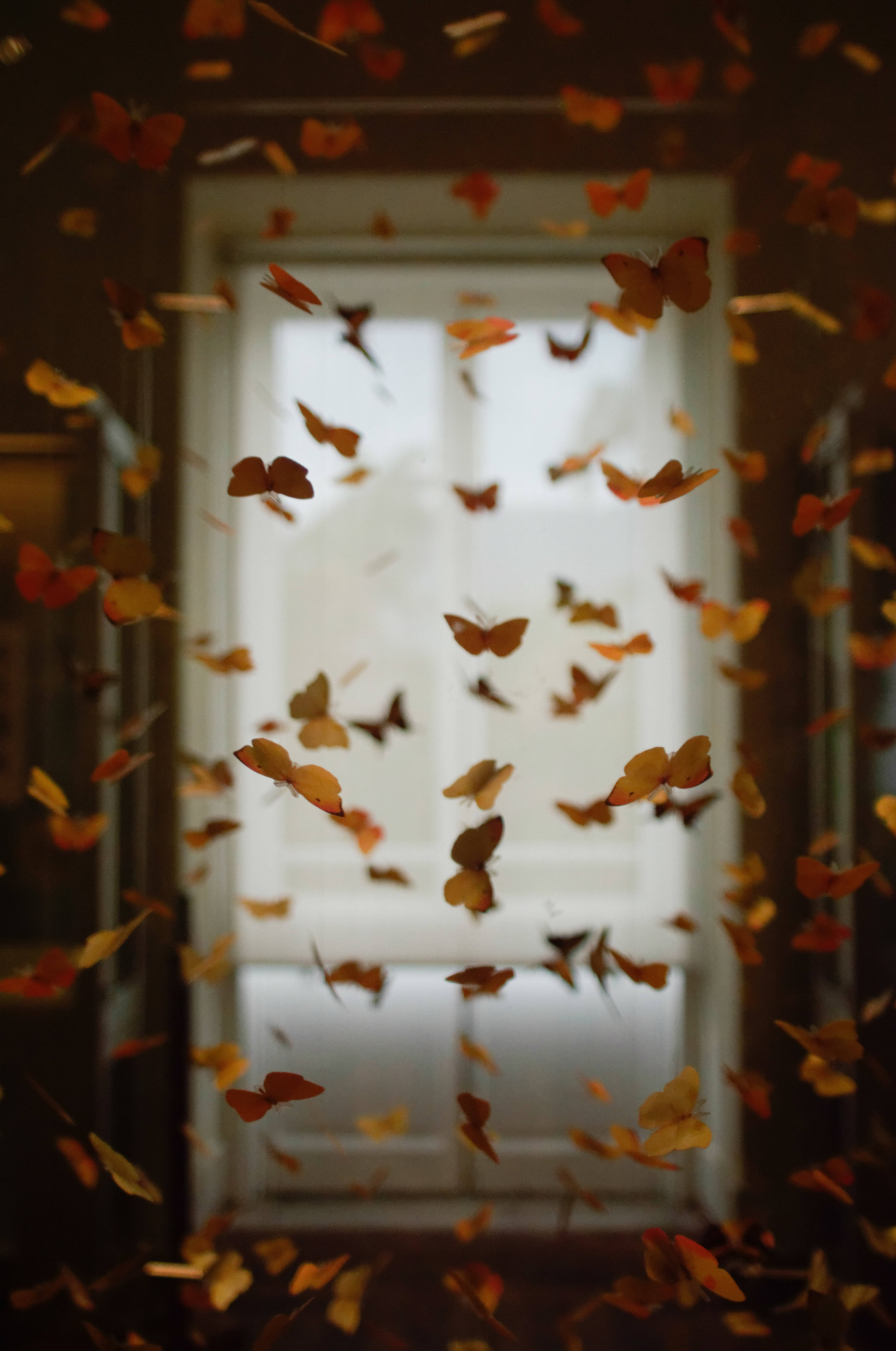 orange butterfly, yellow butterfly, dimly lit doorway, 5K Phone Wallpaper