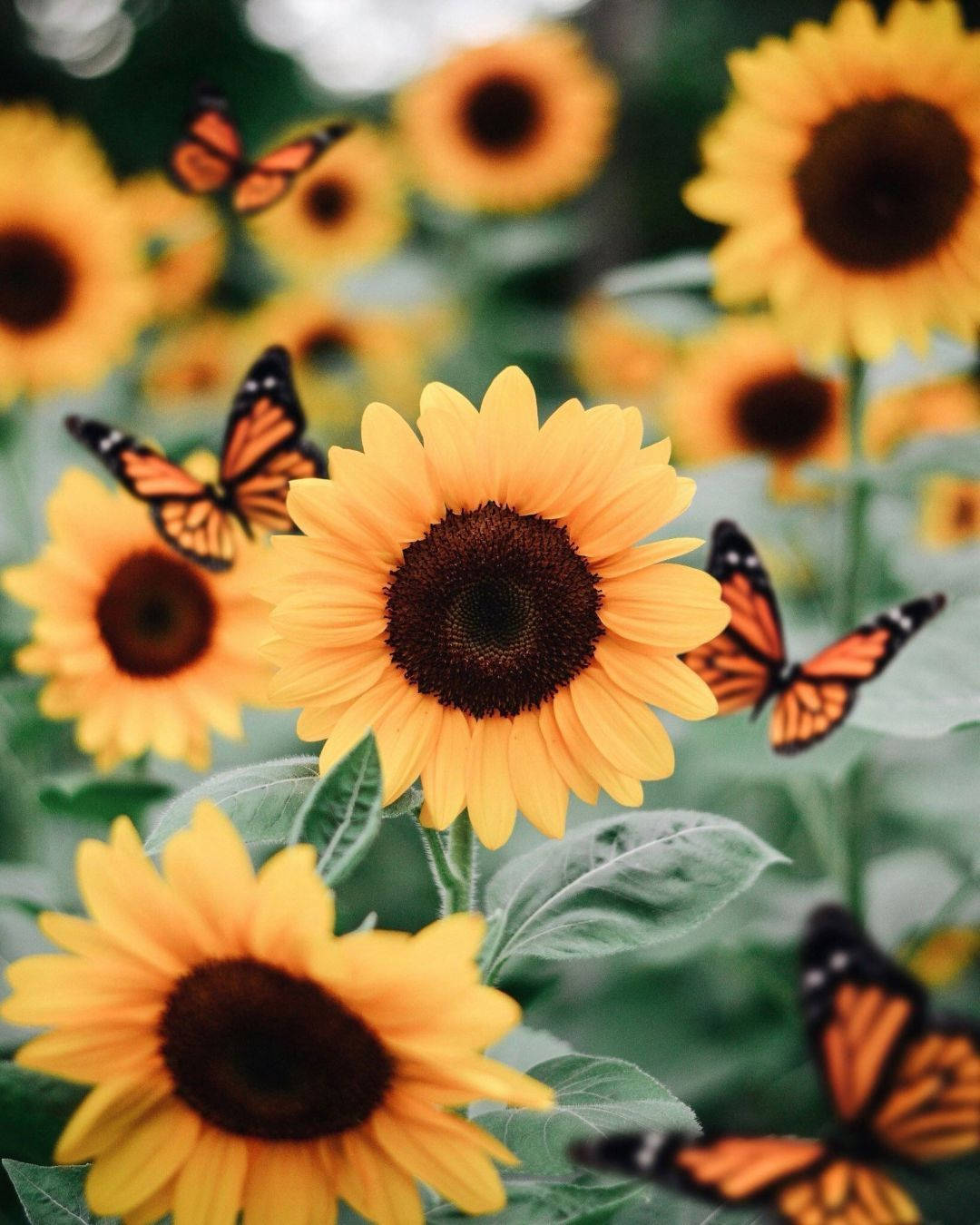 orange butterfly, sunflowers, field, HD Phone Wallpaper