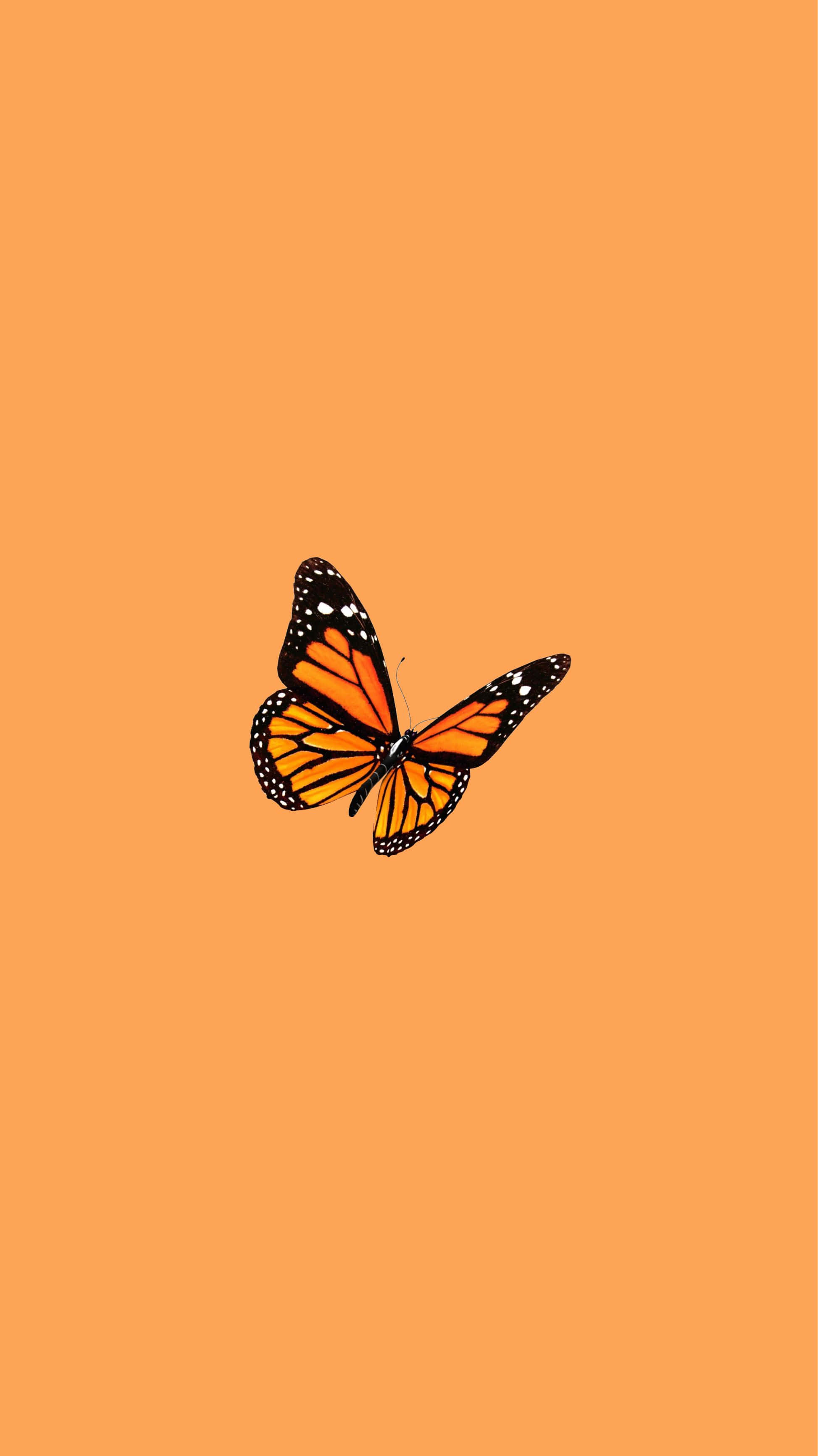 monarch butterfly, orange wings, black veins, 2K Phone Wallpaper