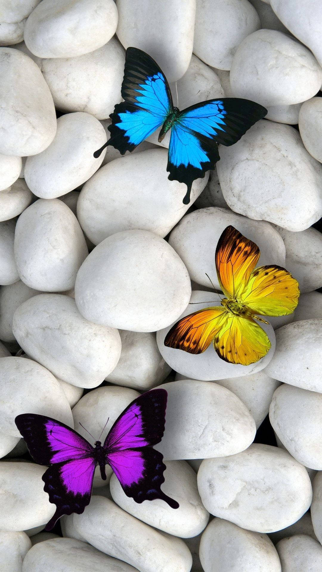 Butterfly, iPhone, blue, Full HD Phone Wallpaper