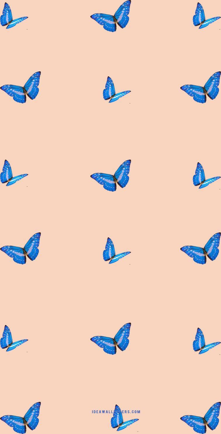 Butterfly, iPhone, Blue butterflies, HD Phone Wallpaper