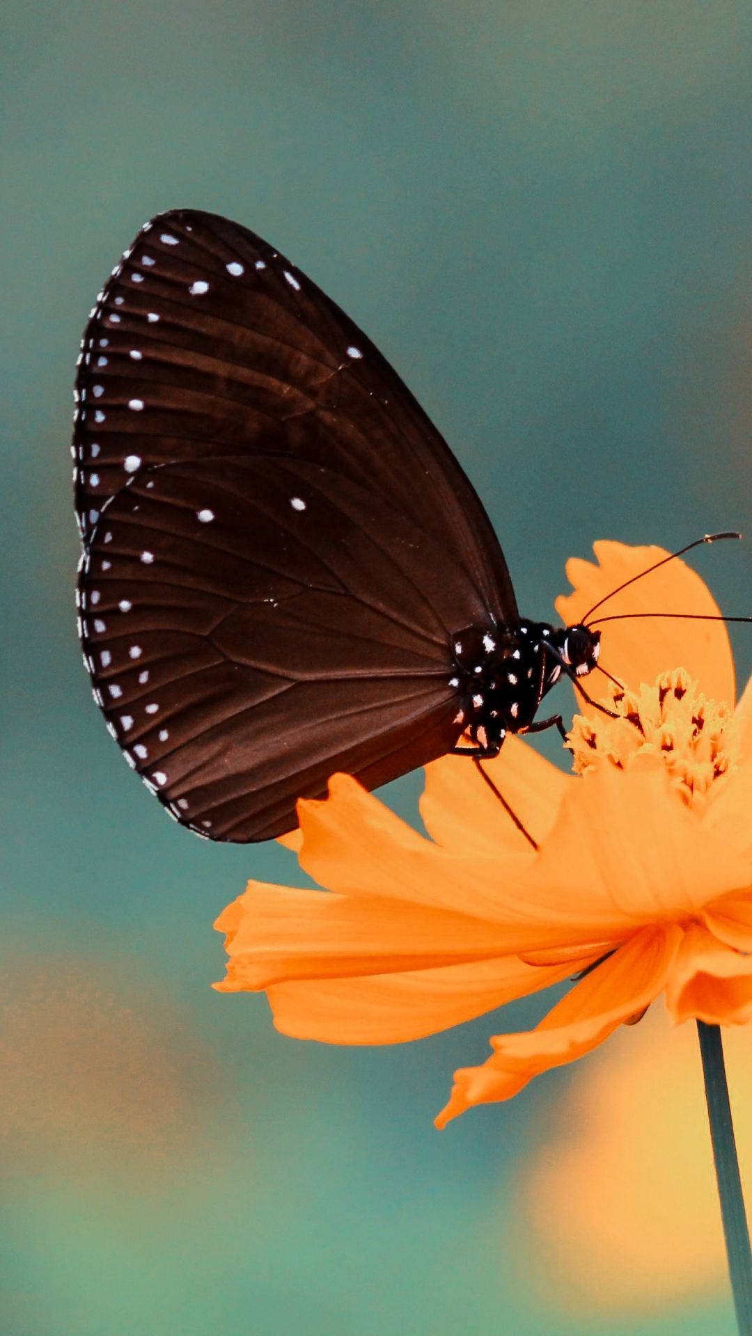 butterfly, iPhone screen display, macro shot, Full HD Phone Wallpaper
