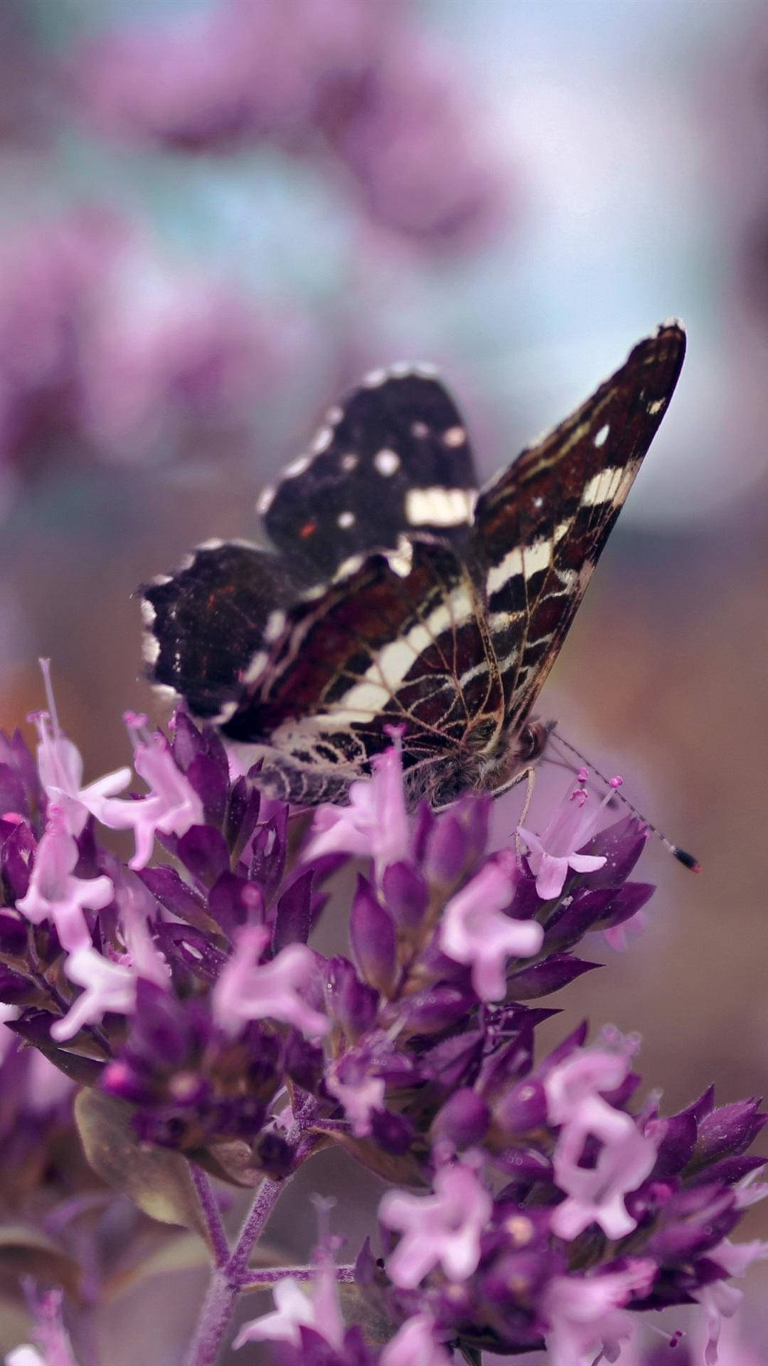 Butterfly, black and white butterfly, spotted wings, Full HD Phone Wallpaper
