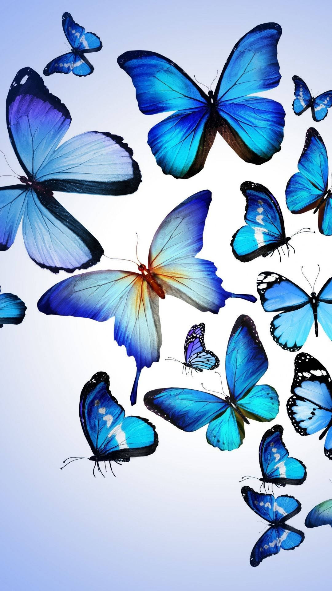 blue morpho butterflies, iridescent wings, soft gradient sky background, Full HD Phone Wallpaper