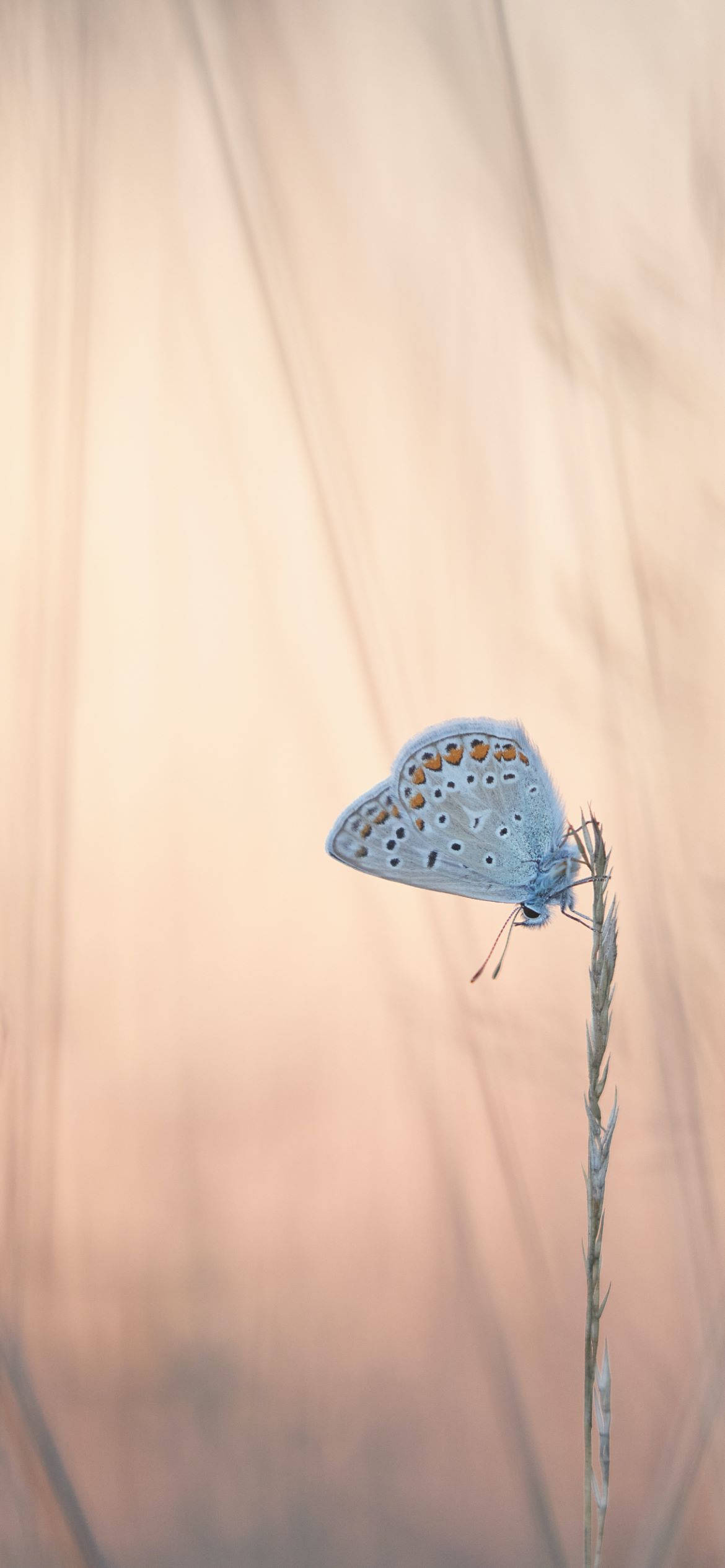 blue butterfly, orange spots, slender blade of grass, Full HD Phone Wallpaper