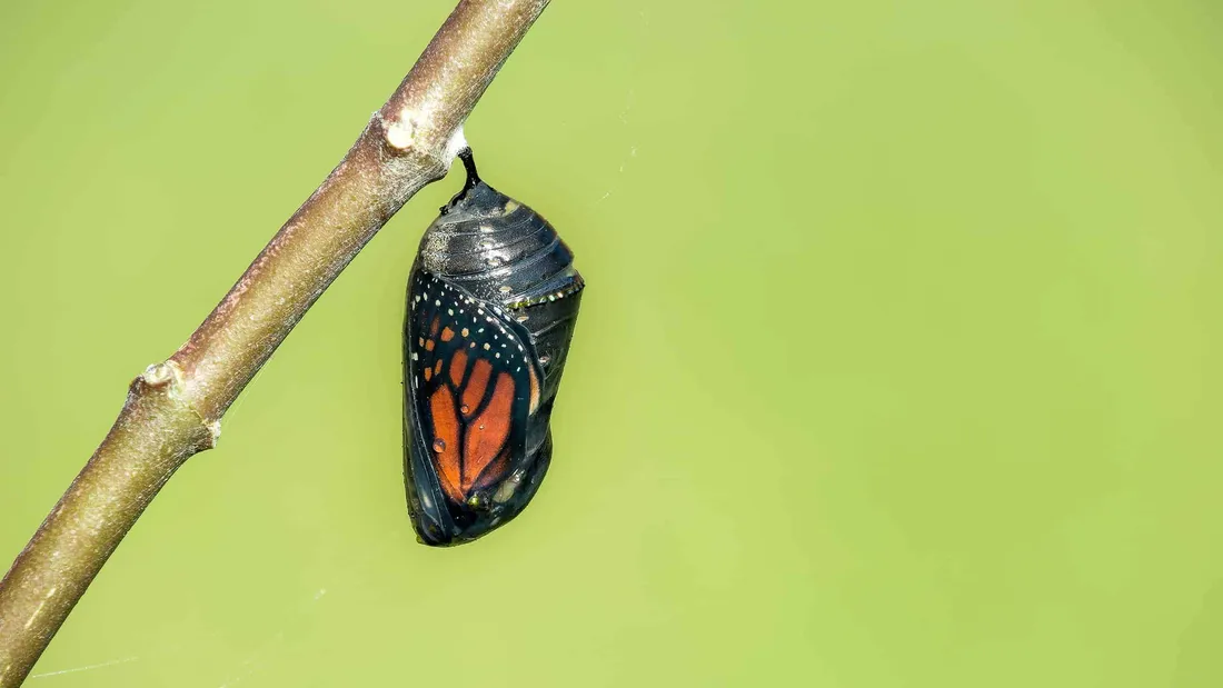 Butterfly Metamorphosis
