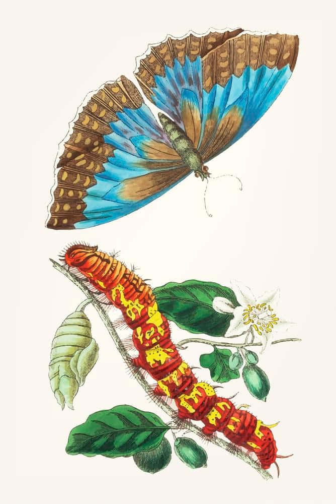butterfly metamorphosis, vibrant blue, brown butterfly, SD Phone Wallpaper