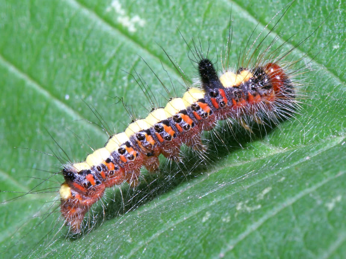 caterpillar, butterfly, orange, SD Desktop Wallpaper