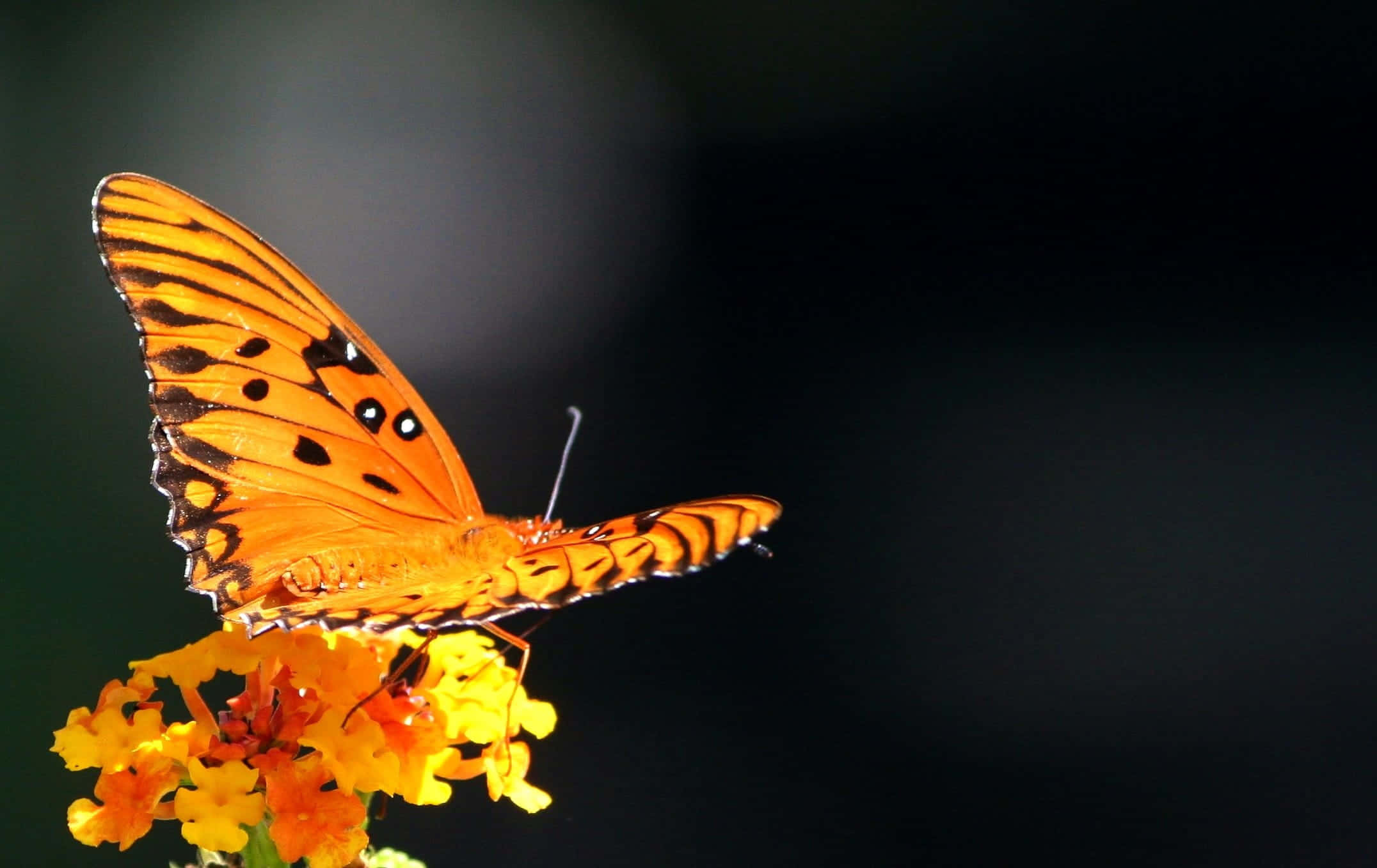 butterfly metamorphosis, orange butterfly, black spots, Full HD Desktop Wallpaper