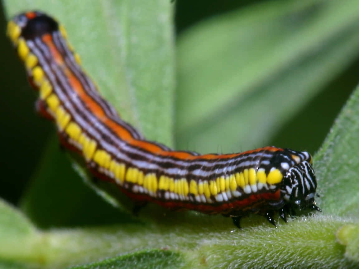 caterpillar transformation, vibrant striped caterpillar, yellow orange and black markings, SD Desktop Wallpaper