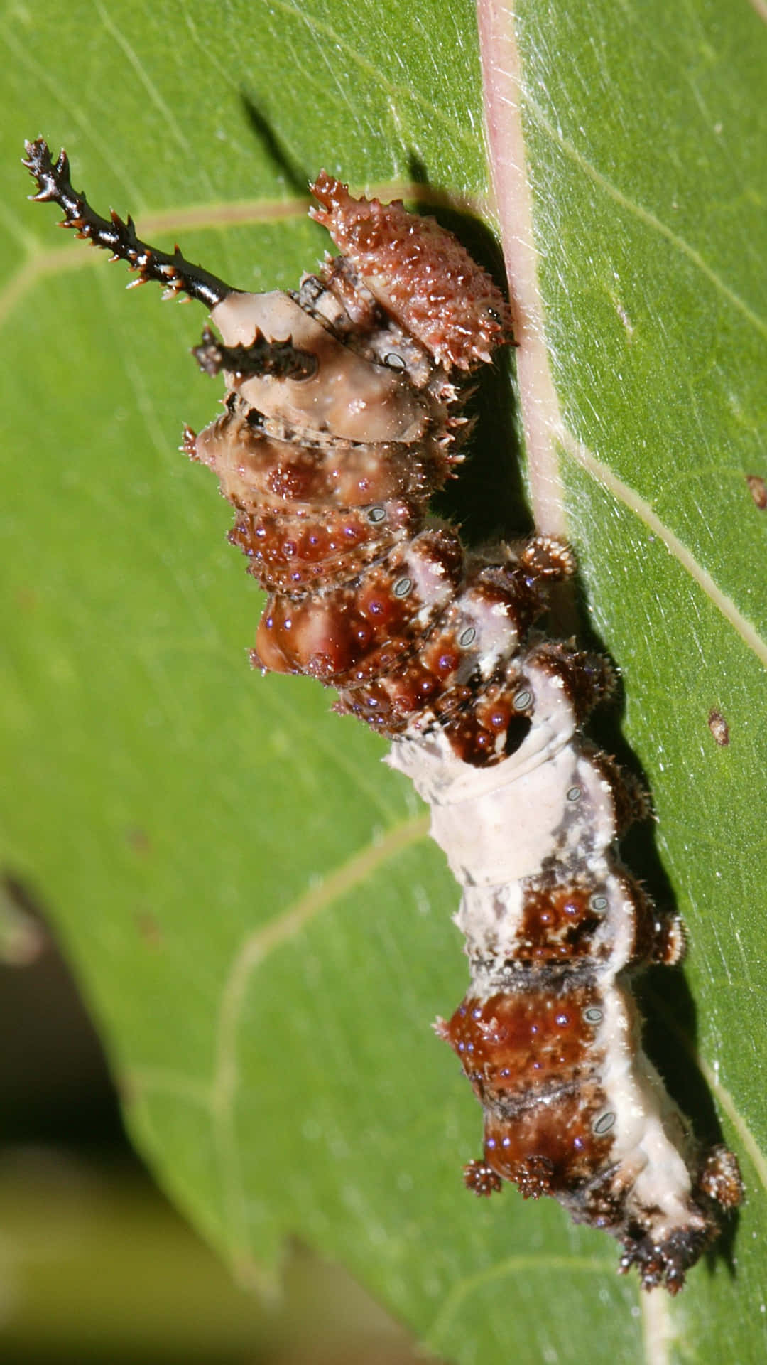 caterpillar, brown and white, blue eyespots, Full HD Phone Wallpaper