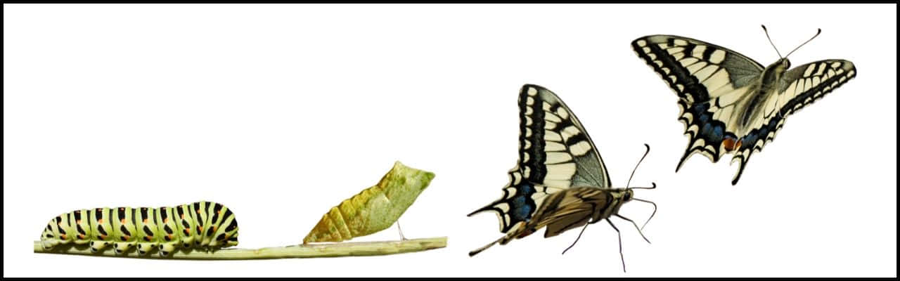 swallowtail butterfly, caterpillar, adult wings spread, HD Desktop Wallpaper