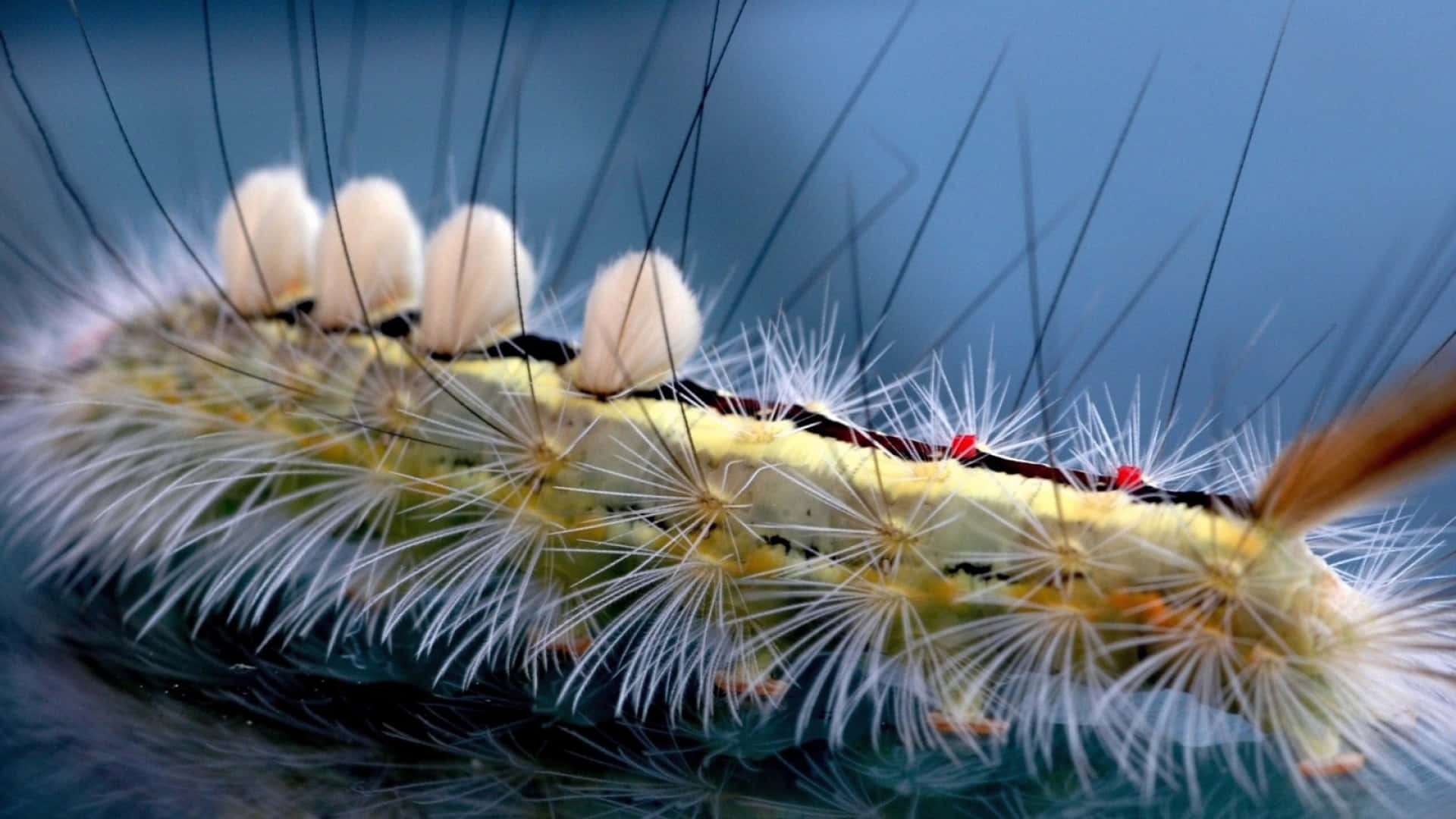 caterpillar, white bristles, red spots, Full HD Desktop Wallpaper