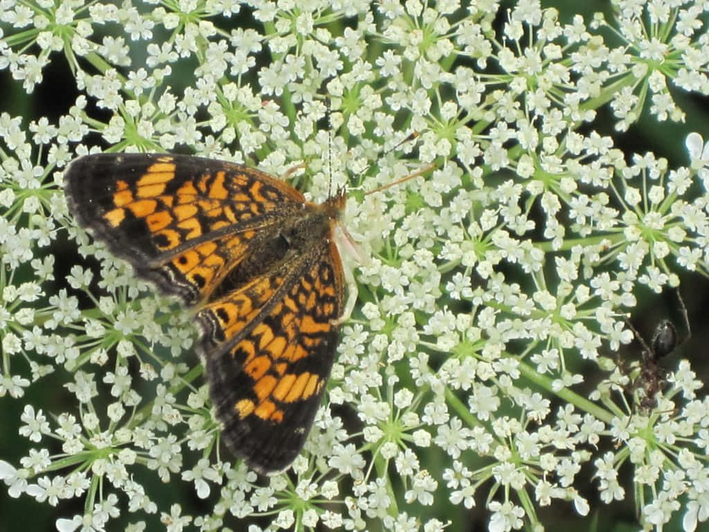 caterpillar transformation, orange and black butterfly, tiny white flowers, SD Desktop Wallpaper