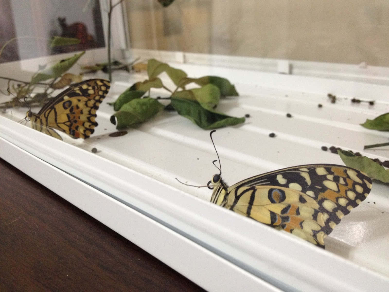 caterpillar transformation, yellow black spotted butterflies, white ridged surface, HD Desktop Wallpaper