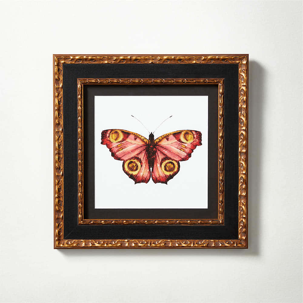butterfly metamorphosis, pink butterfly, gold eye spots, SD Desktop Wallpaper