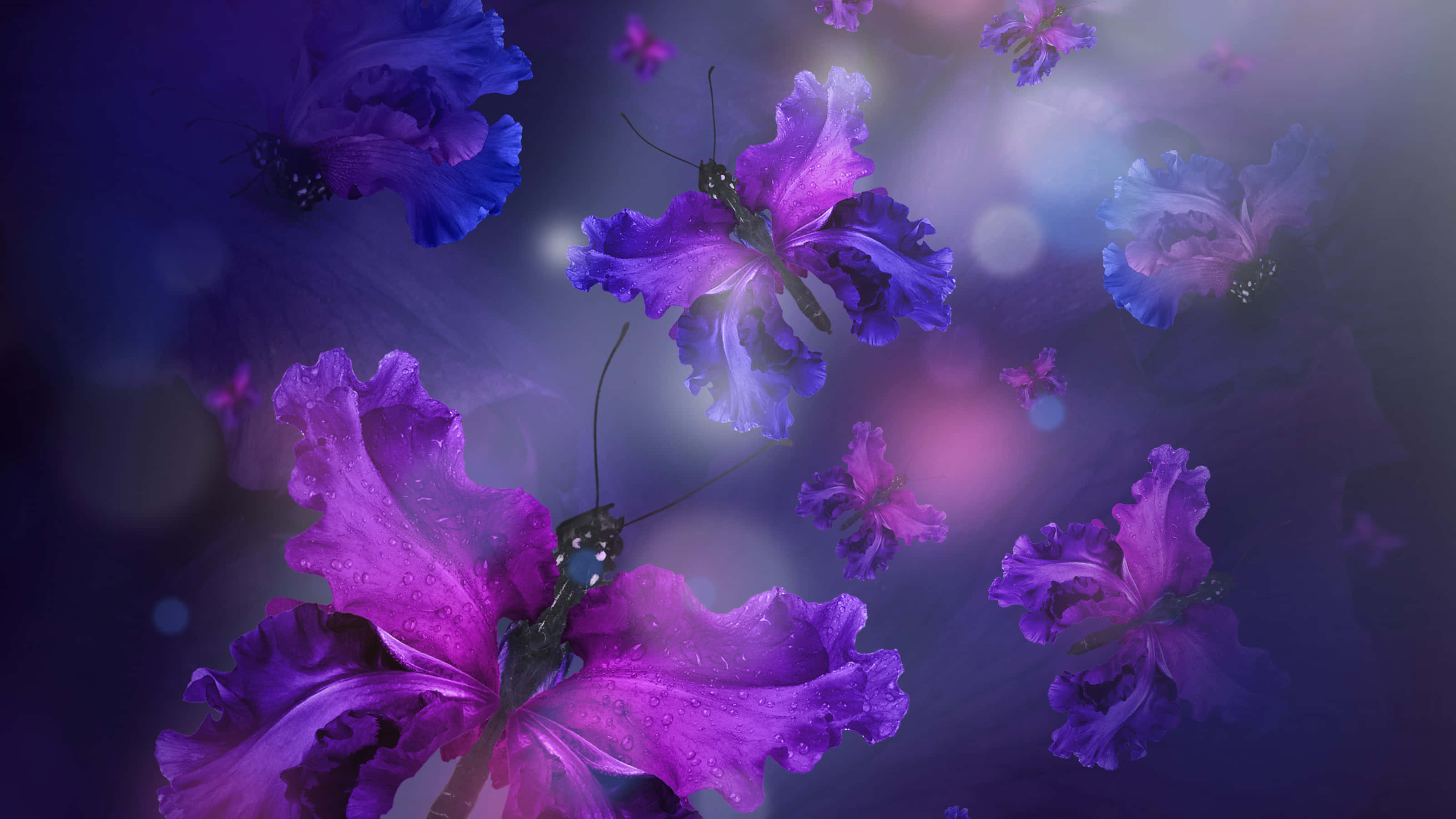 Emerging Butterfly, vibrant purple butterflies, dewdrops, 2K Desktop Wallpaper