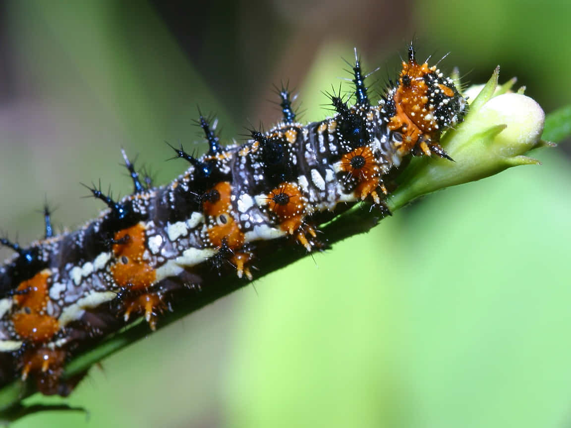 caterpillar, butterfly, spiky black orange and white, SD Desktop Wallpaper