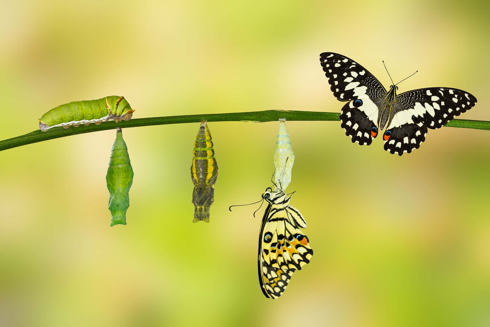 caterpillar transformation, butterfly, vibrant green stem, HD Desktop Wallpaper