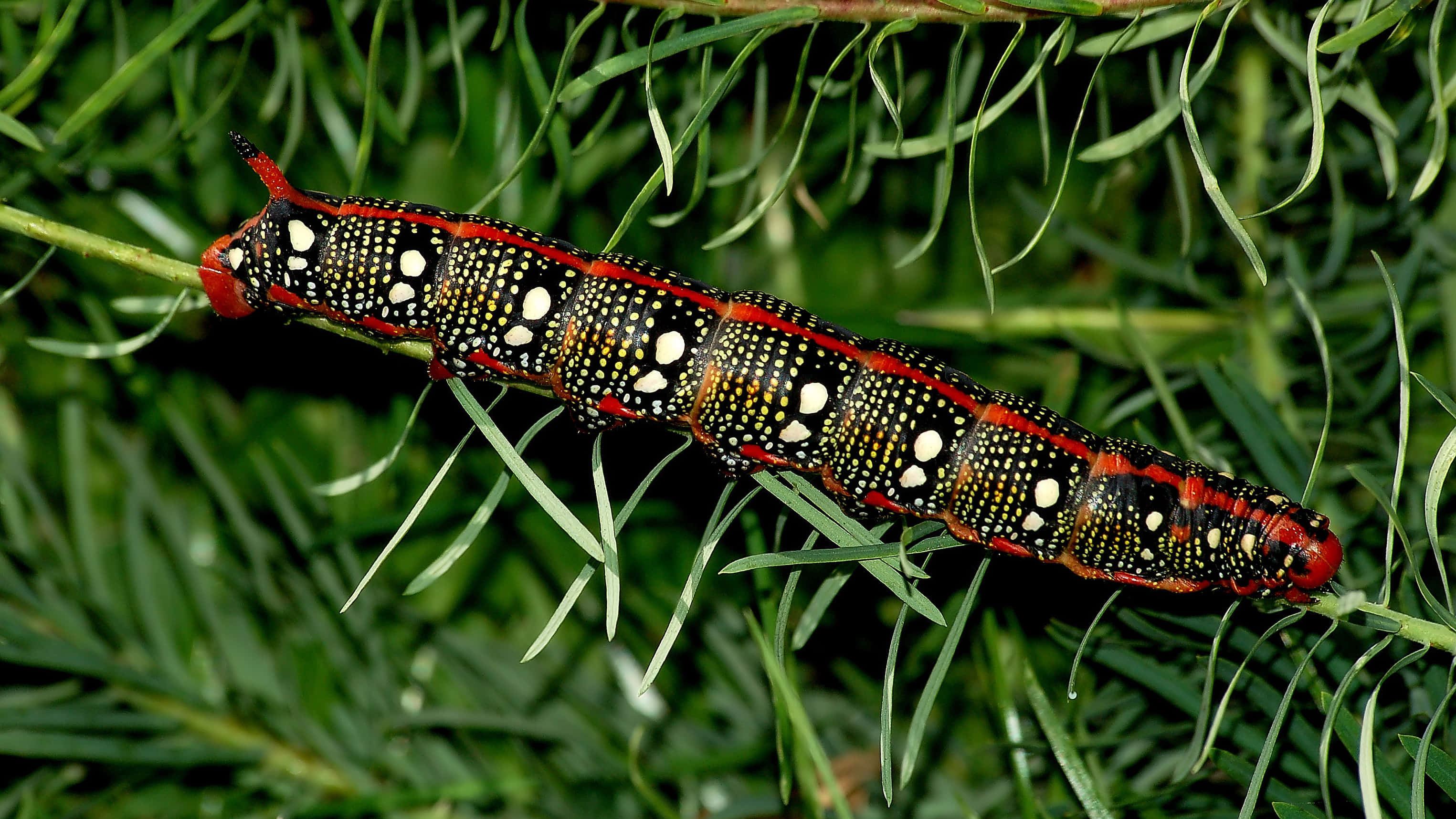 caterpillar, red black and white, white spots, 2K Desktop Wallpaper