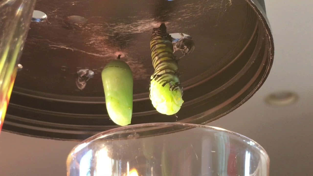monarch caterpillar, metal lid, green chrysalis, HD Desktop Wallpaper