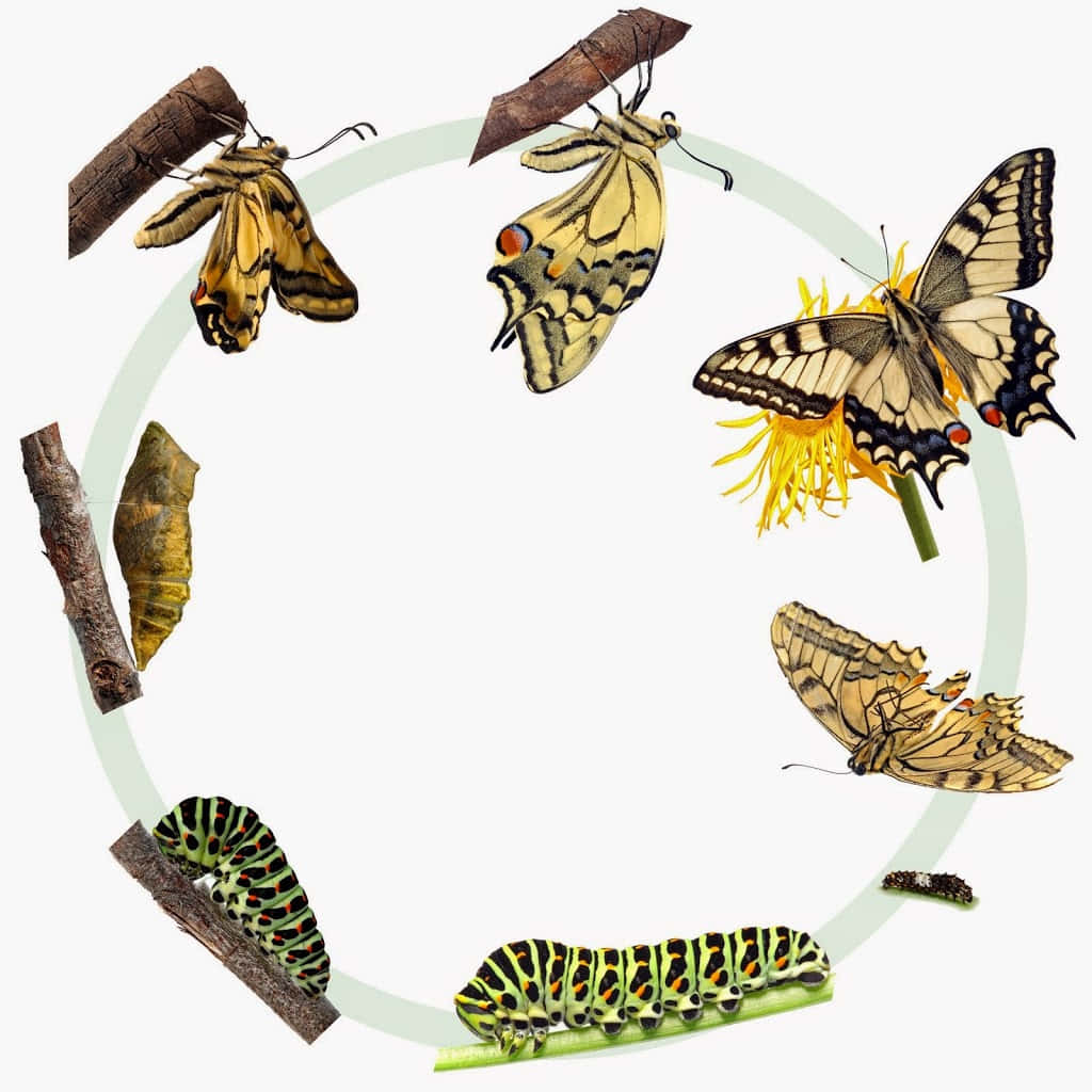swallowtail butterfly, life cycle, egg, SD Desktop Wallpaper