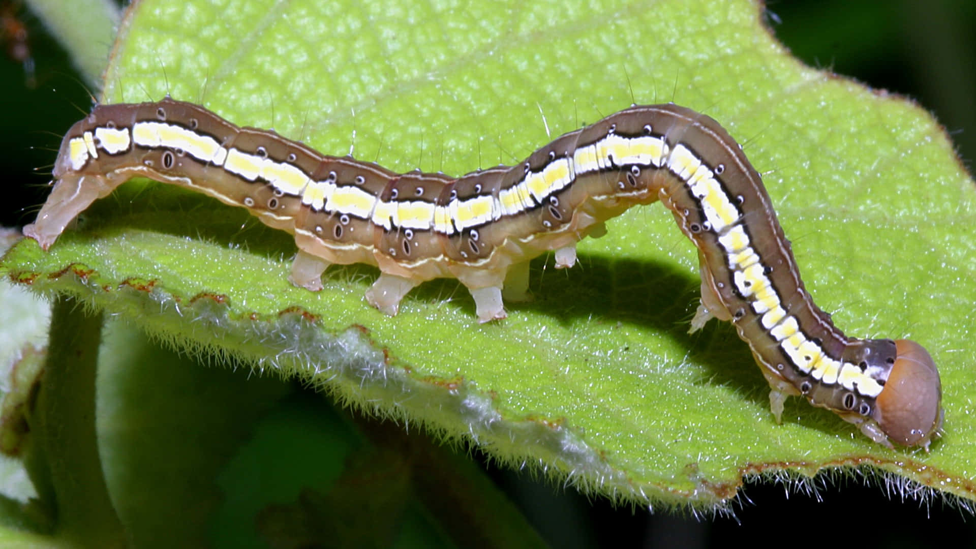 caterpillar, brown and yellow striped, fuzzy green leaf, Full HD Desktop Wallpaper