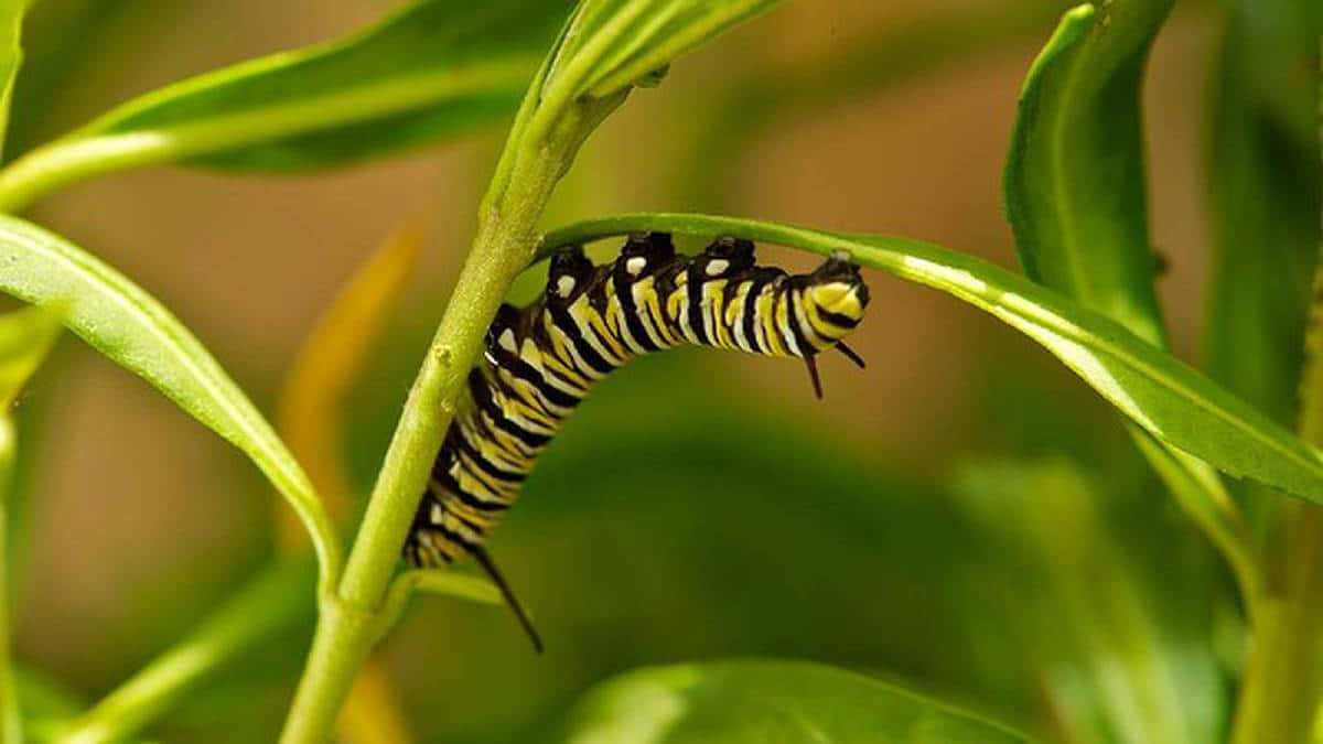 caterpillar, black and yellow striped, vibrant green plant stem, SD Desktop Wallpaper
