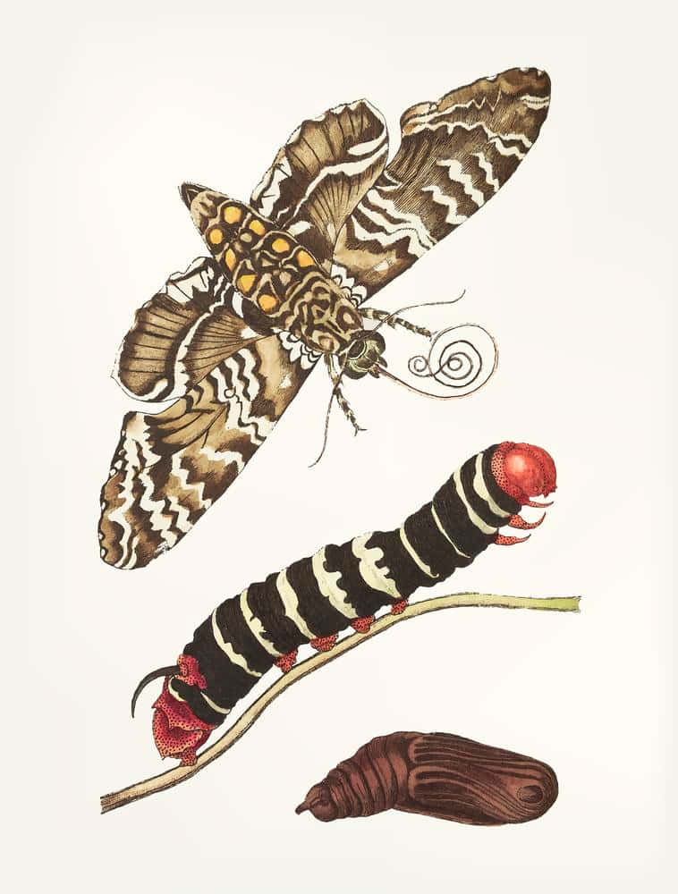 Butterfly Metamorphosis, zigzag wings, black and white striped caterpillar, SD Phone Wallpaper