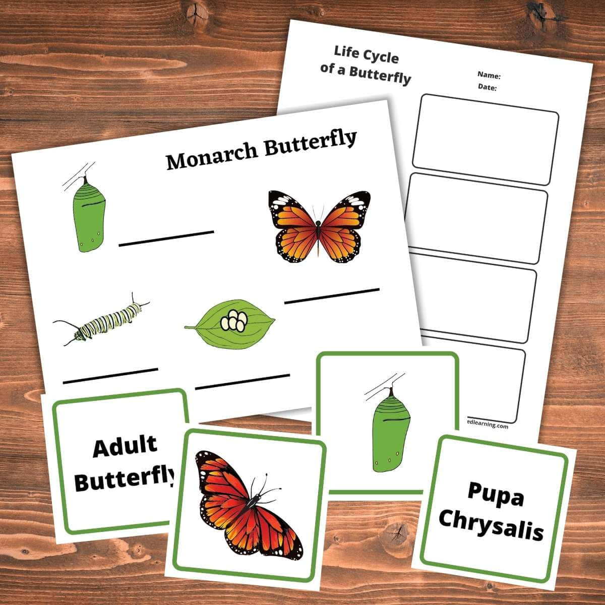 butterfly metamorphosis, butterfly life cycle, labeled stages, SD Desktop Wallpaper