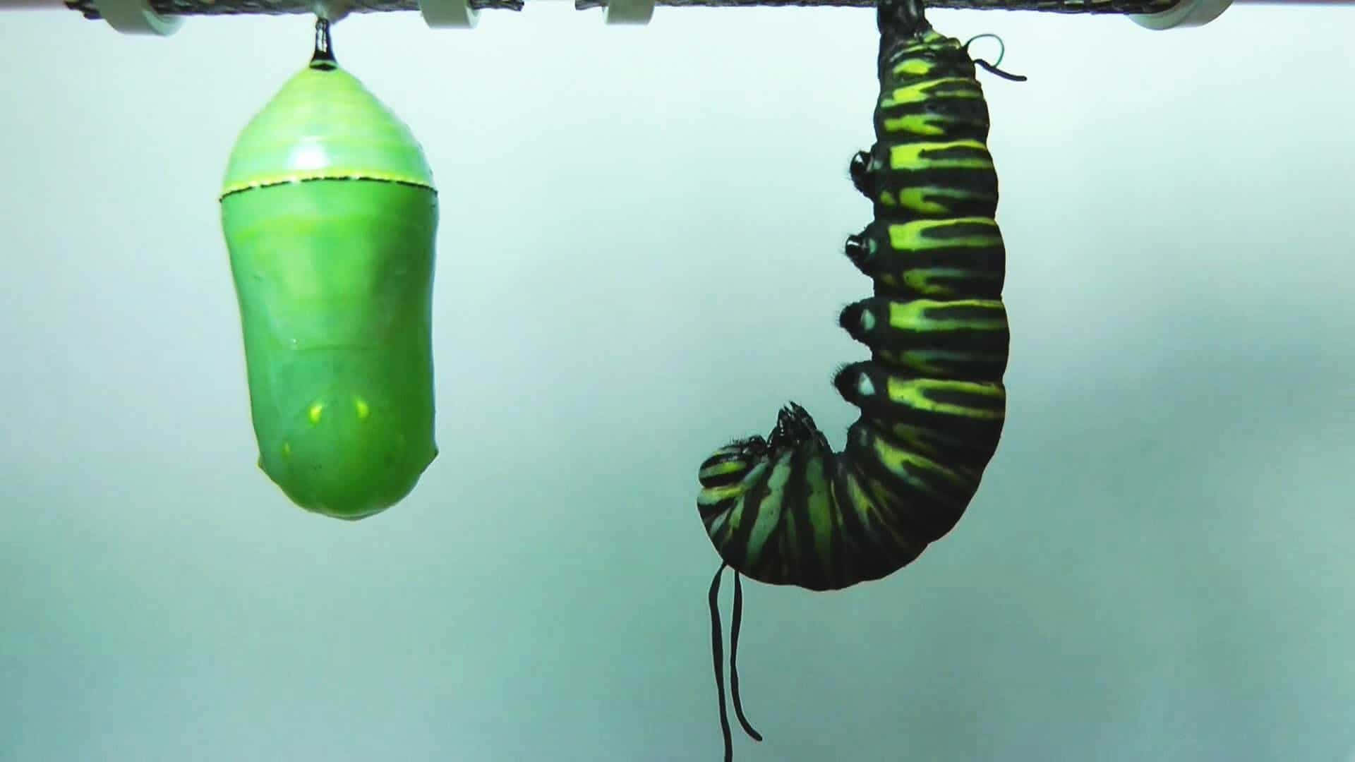 Butterfly Metamorphosis, vibrant green chrysalis, striped monarch caterpillar, Full HD Desktop Wallpaper
