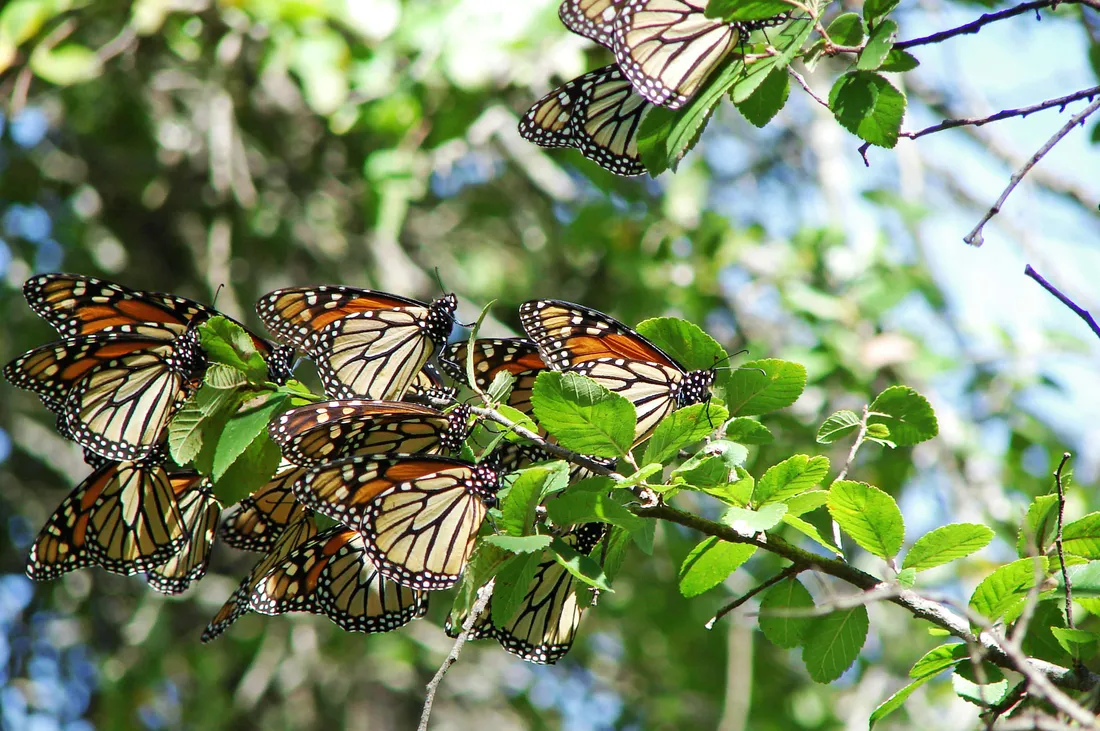 Butterfly Migration