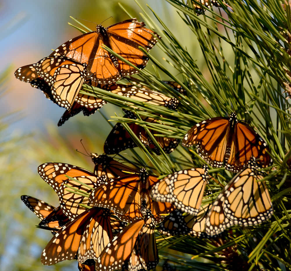 butterfly migration, monarch butterflies, orange wings, SD Desktop Wallpaper