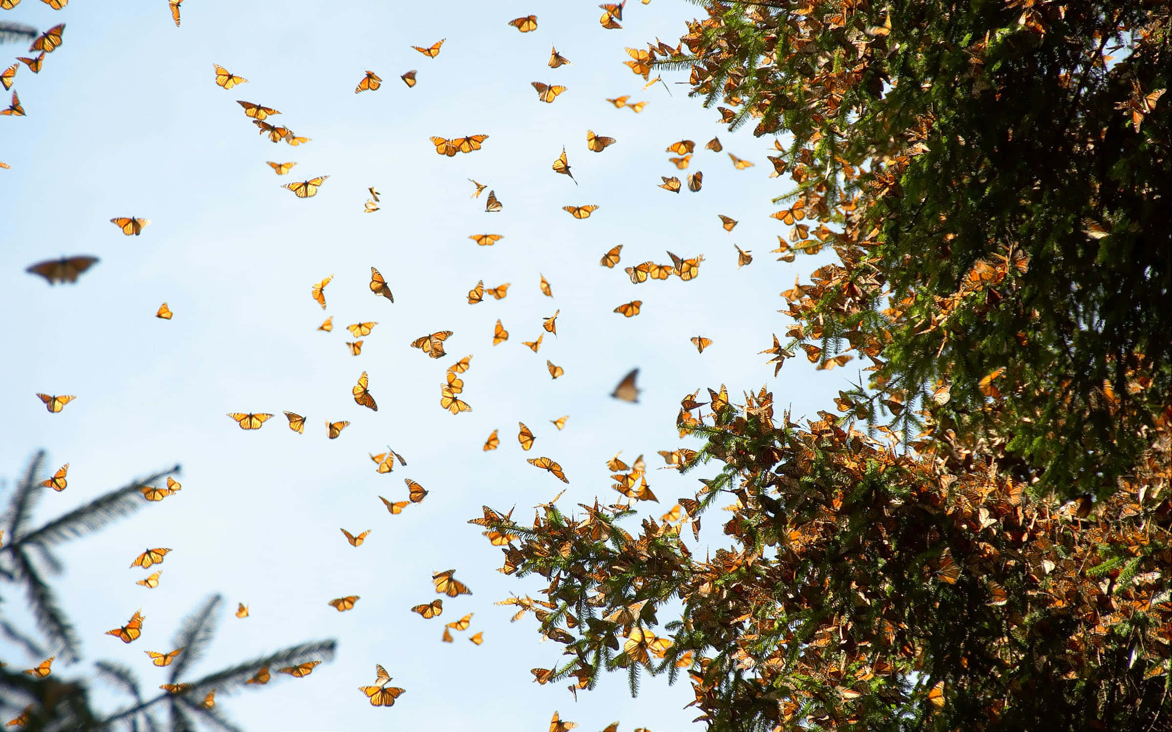 butterfly migration, orange monarch butterflies, pale blue sky, Full HD Desktop Wallpaper