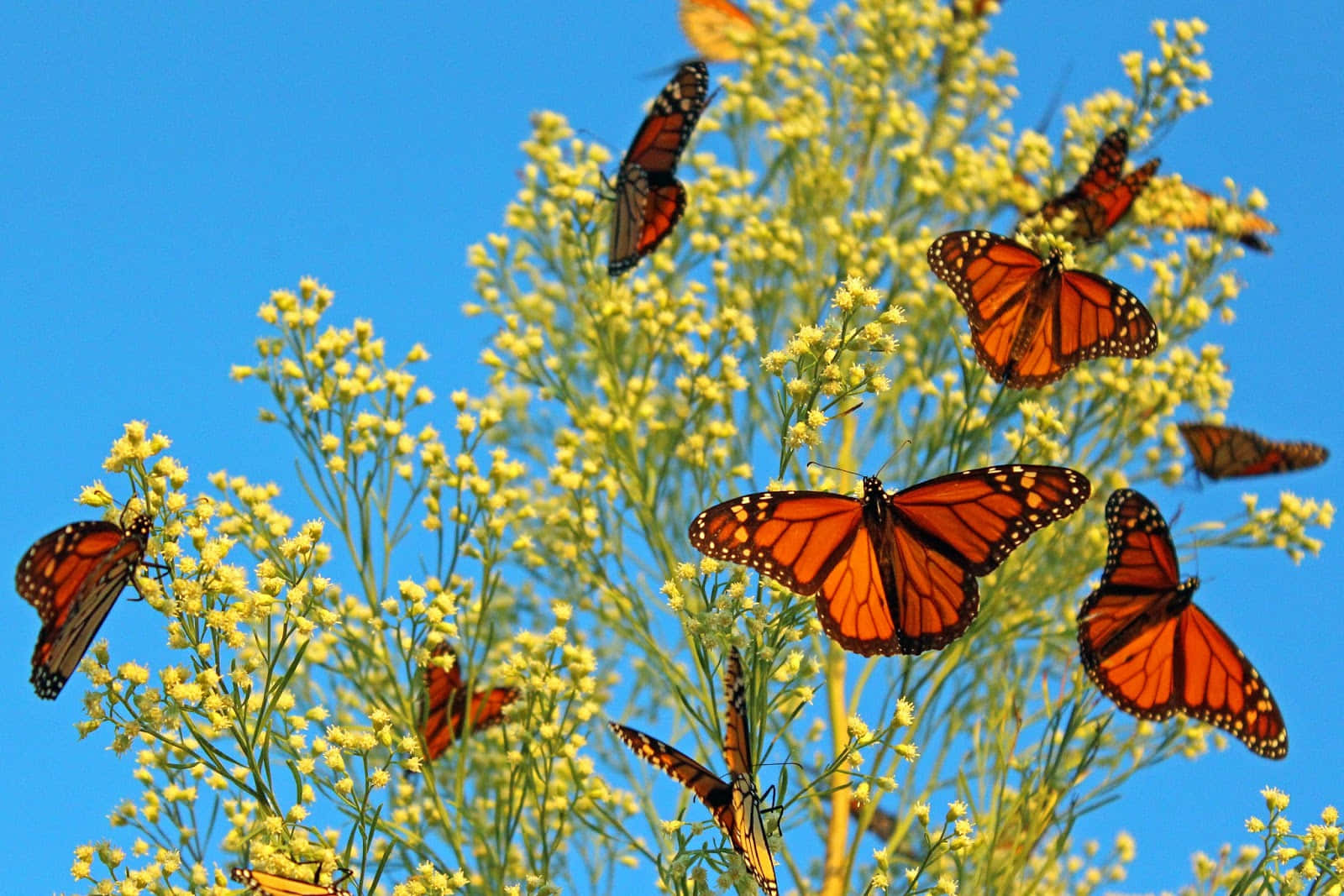 butterfly migration, monarch butterflies, bright yellow wildflowers, HD Desktop Wallpaper