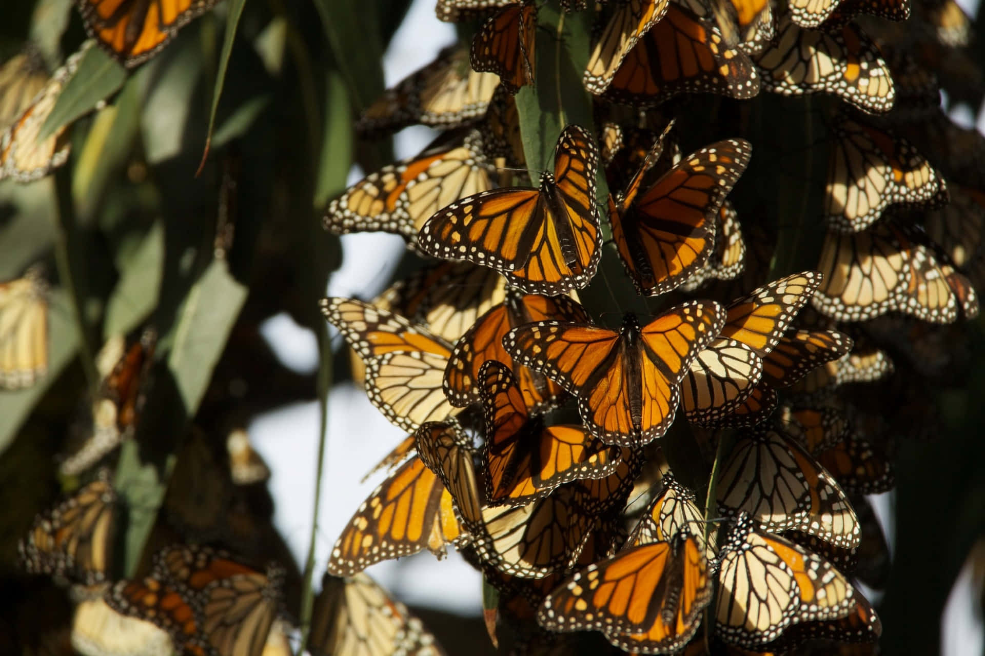 butterfly migration, monarch butterflies, tree branches, Full HD Desktop Wallpaper
