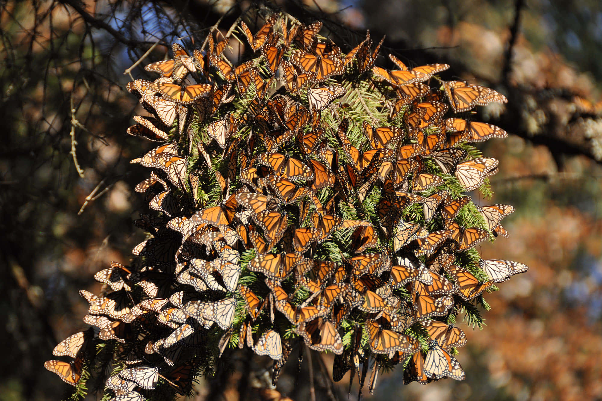 butterfly migration, monarch butterflies, evergreen branches, Full HD Desktop Wallpaper