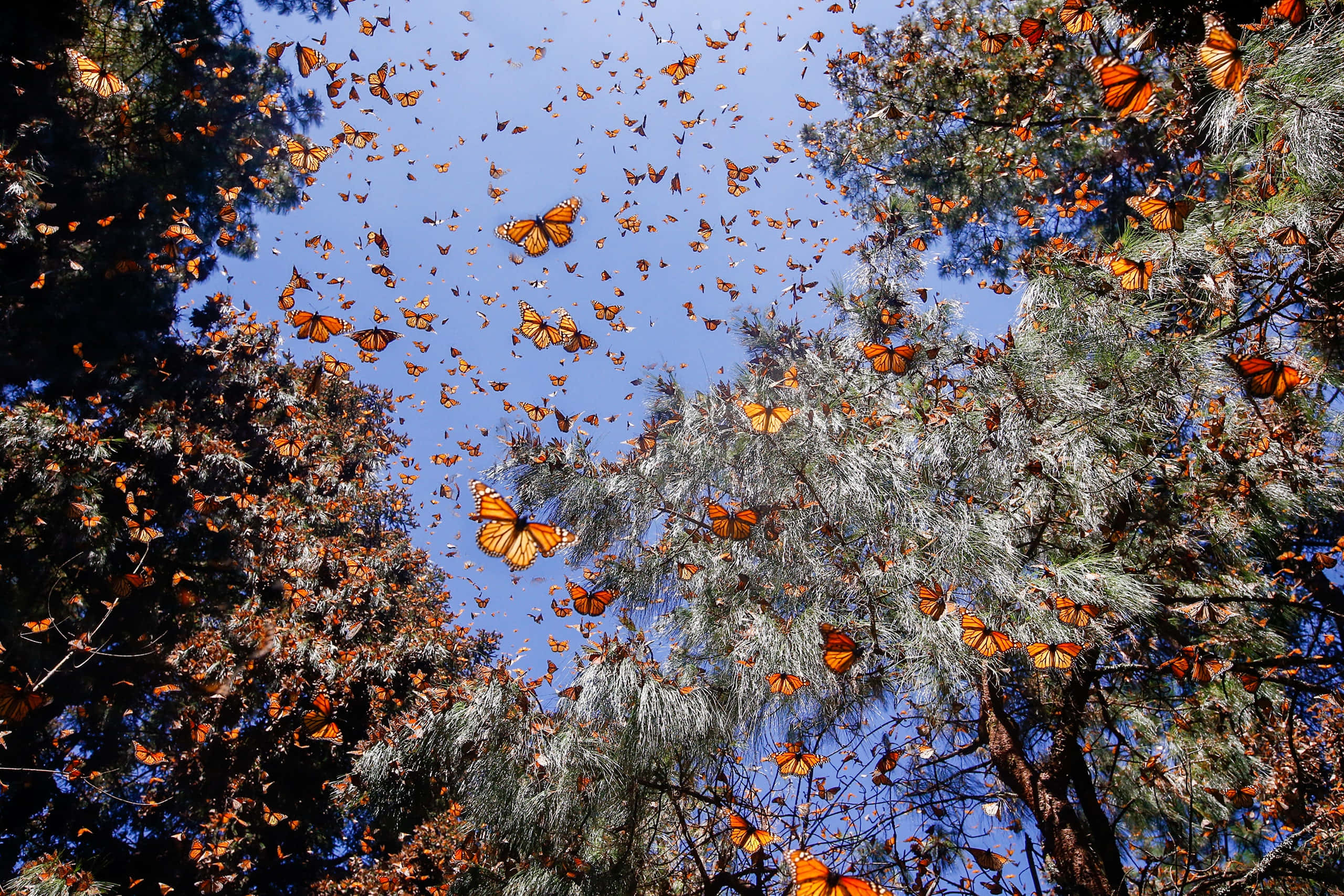 butterfly migration, orange monarch butterflies, blue sky, 2K Desktop Wallpaper